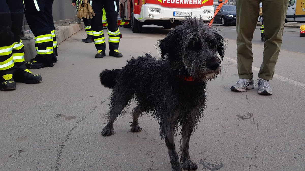 Hund springt in Isar, Halterin hinterher, Feuerwehr rettet beide