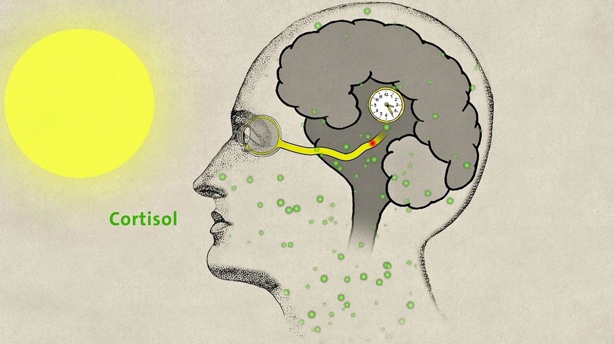 Chronobiologie: So tickt unsere innere Uhr