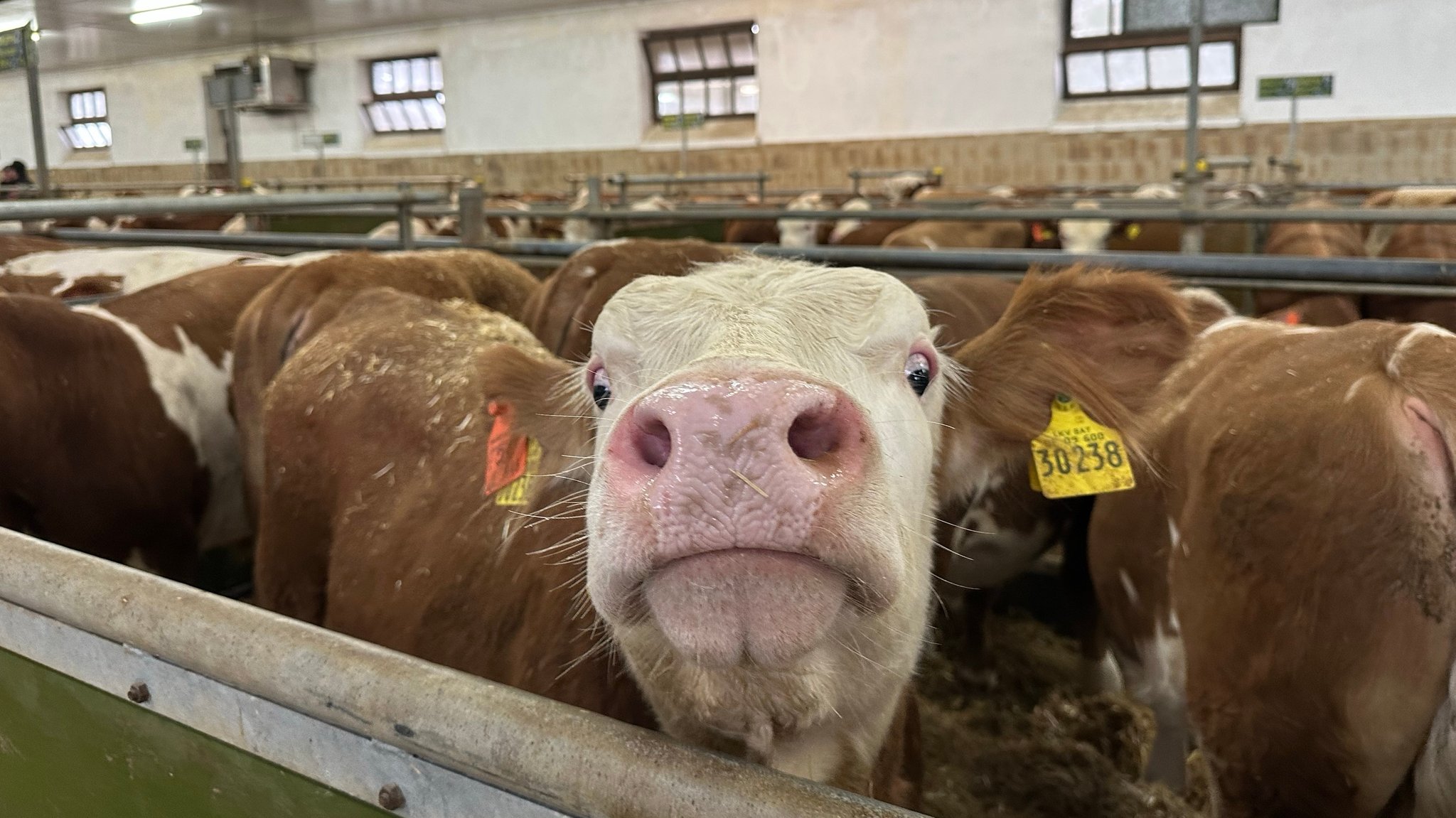 Mangel an Kälbern führt zu Rekordpreisen für Rindfleisch 