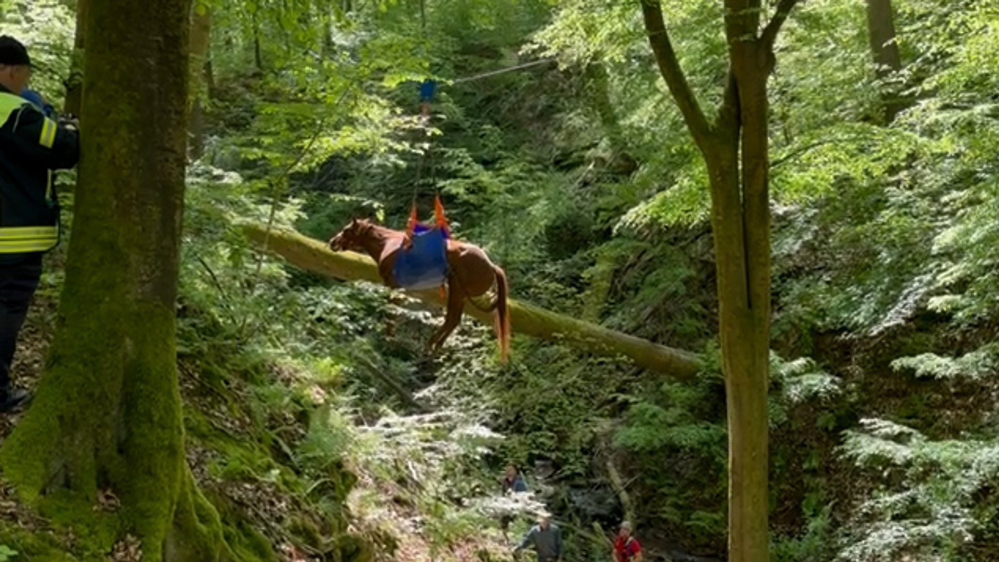 Verunglücktes Pferd wird aus Schlucht nahe des Gemündener Ortsteils Gräfendorf-Weickersgrüben gezogen.