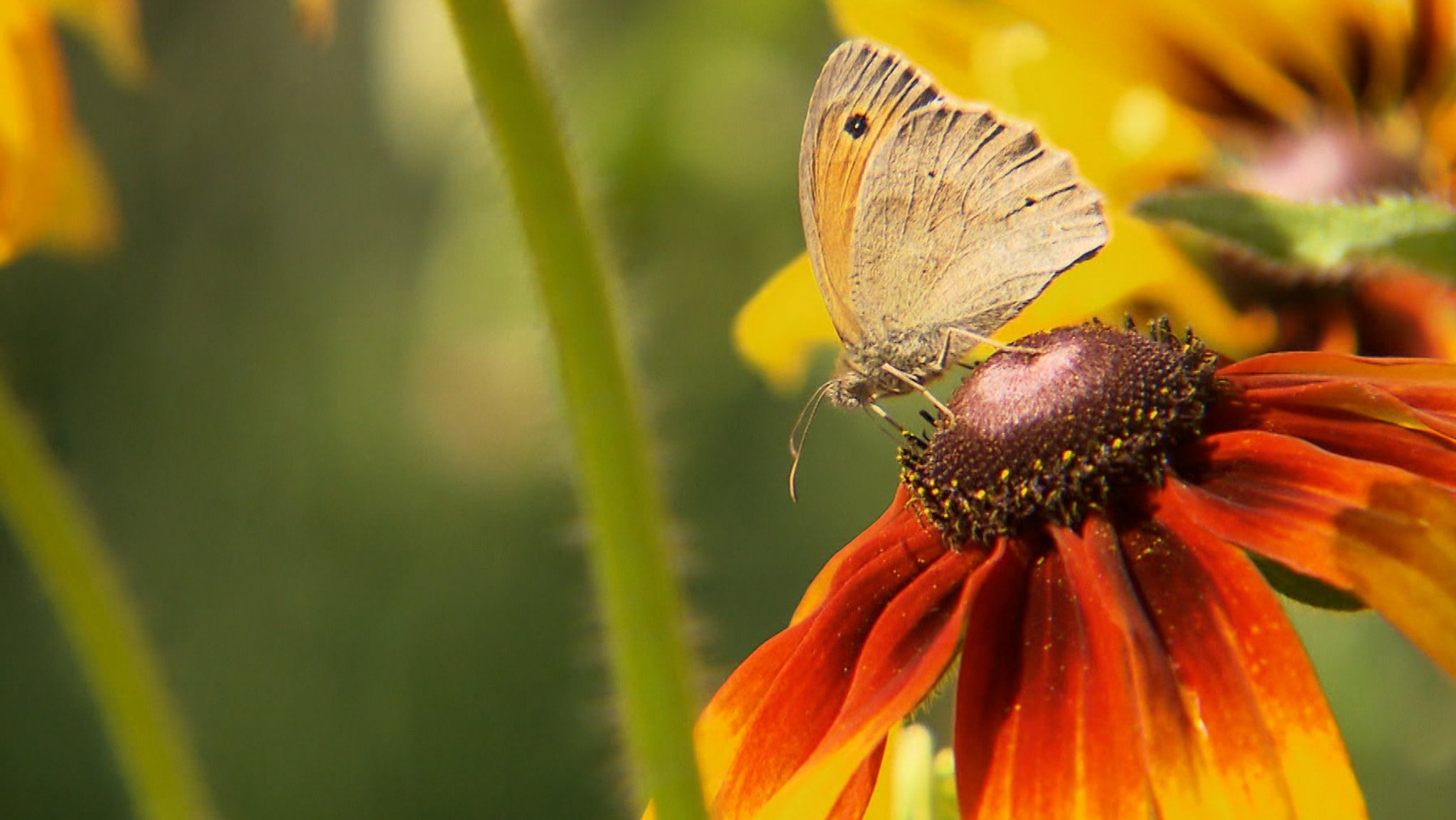 Was fliegt denn da? "Insektensommer" geht in zweite Runde