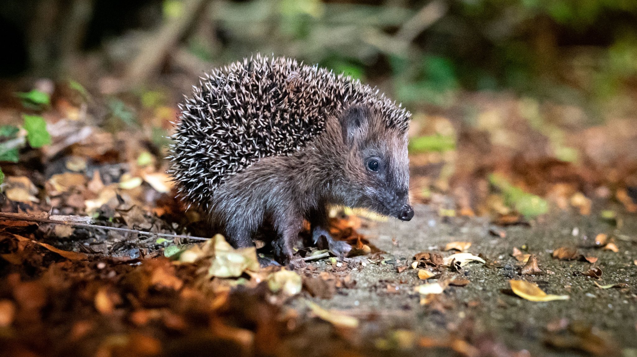 Igel im Herbstlaub