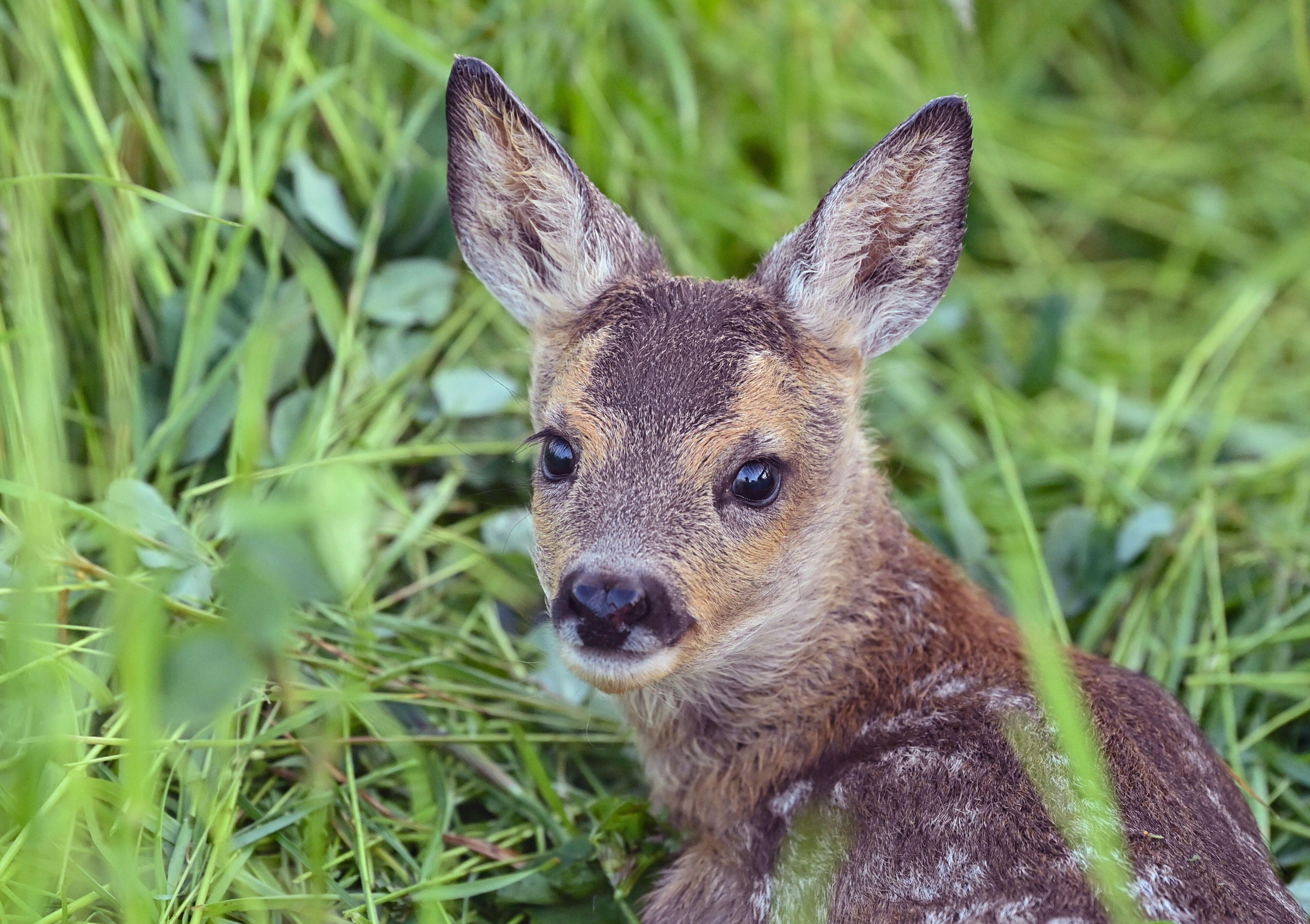 Ein Rehkitz sitzt im Gras. 