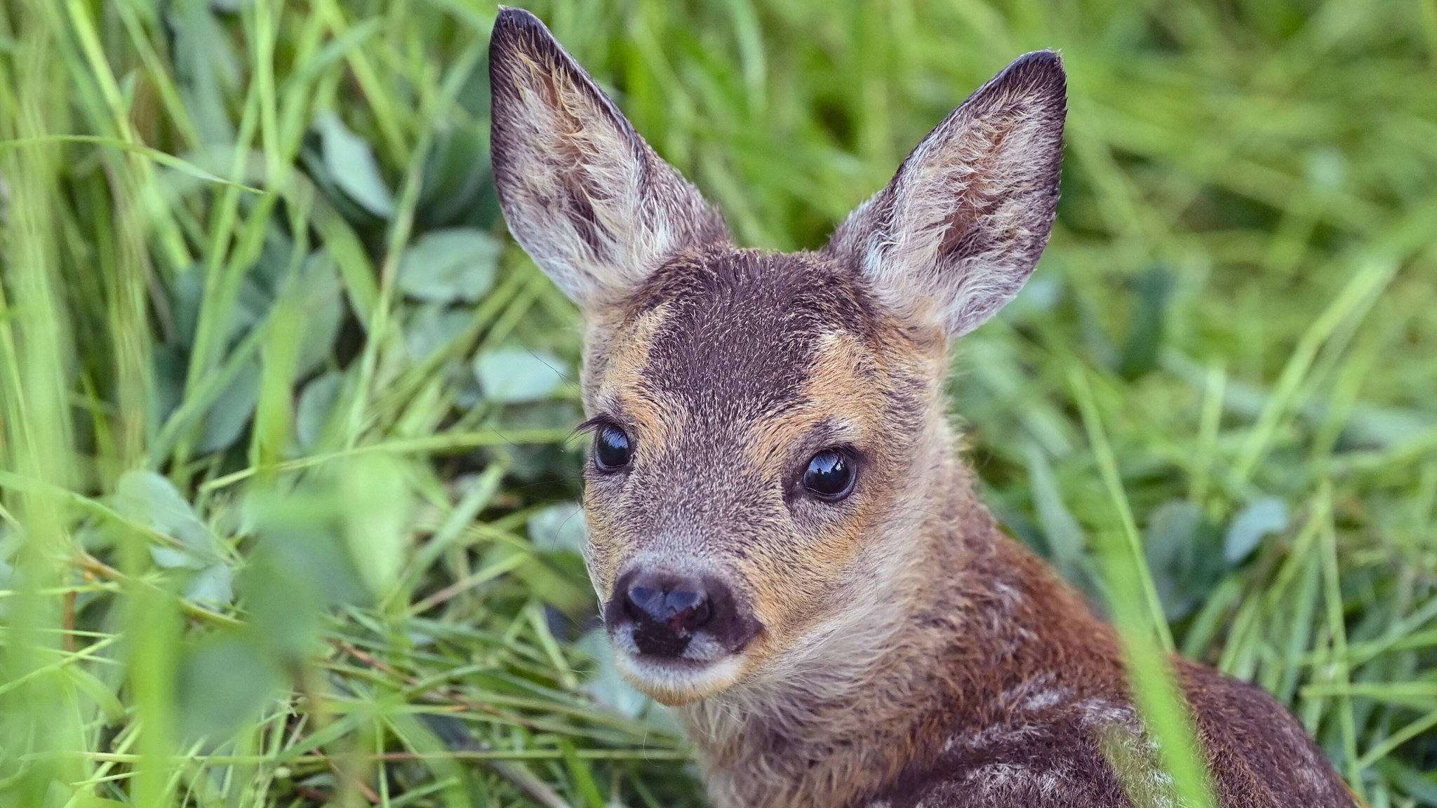 Rehkitz ohne Kopf im Wald gefunden