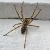 Spinnen - Wer lebt da bei uns? | Winter-Spezial (2/4) | Bild: picture alliance/ blickwinkel/ fotototo/ fotototo
