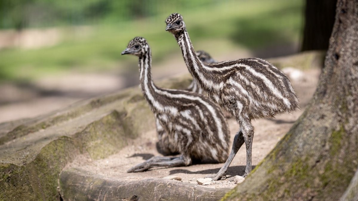 Tiergarten Nürnberg freut sich über Nachwuchs bei den Emus