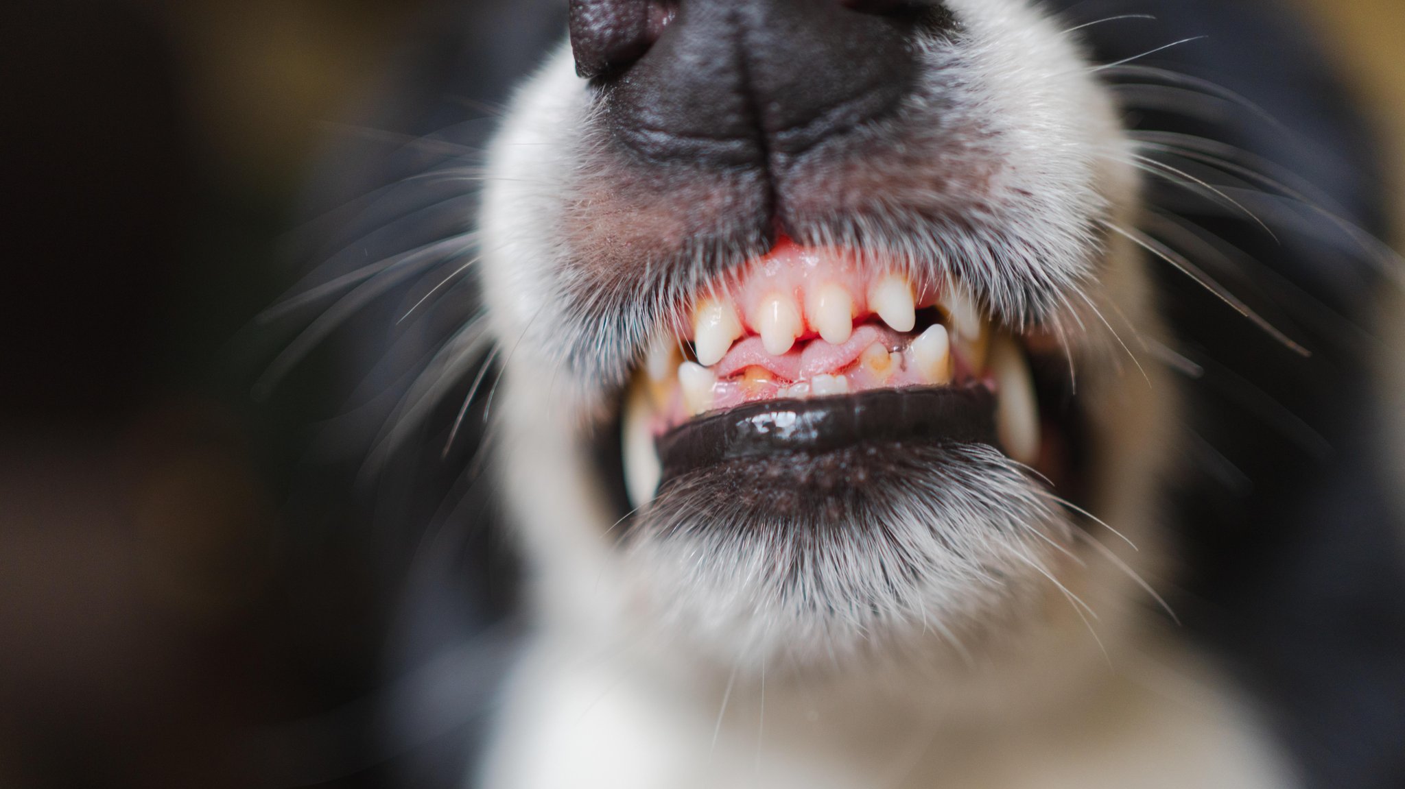 Hundeschnauze mit Zähnen (Symbolbild) | Bild: picture alliance / Zoonar | Iuliia Zavalishina Hundeschnauze mit Zähnen (Symbolbild)