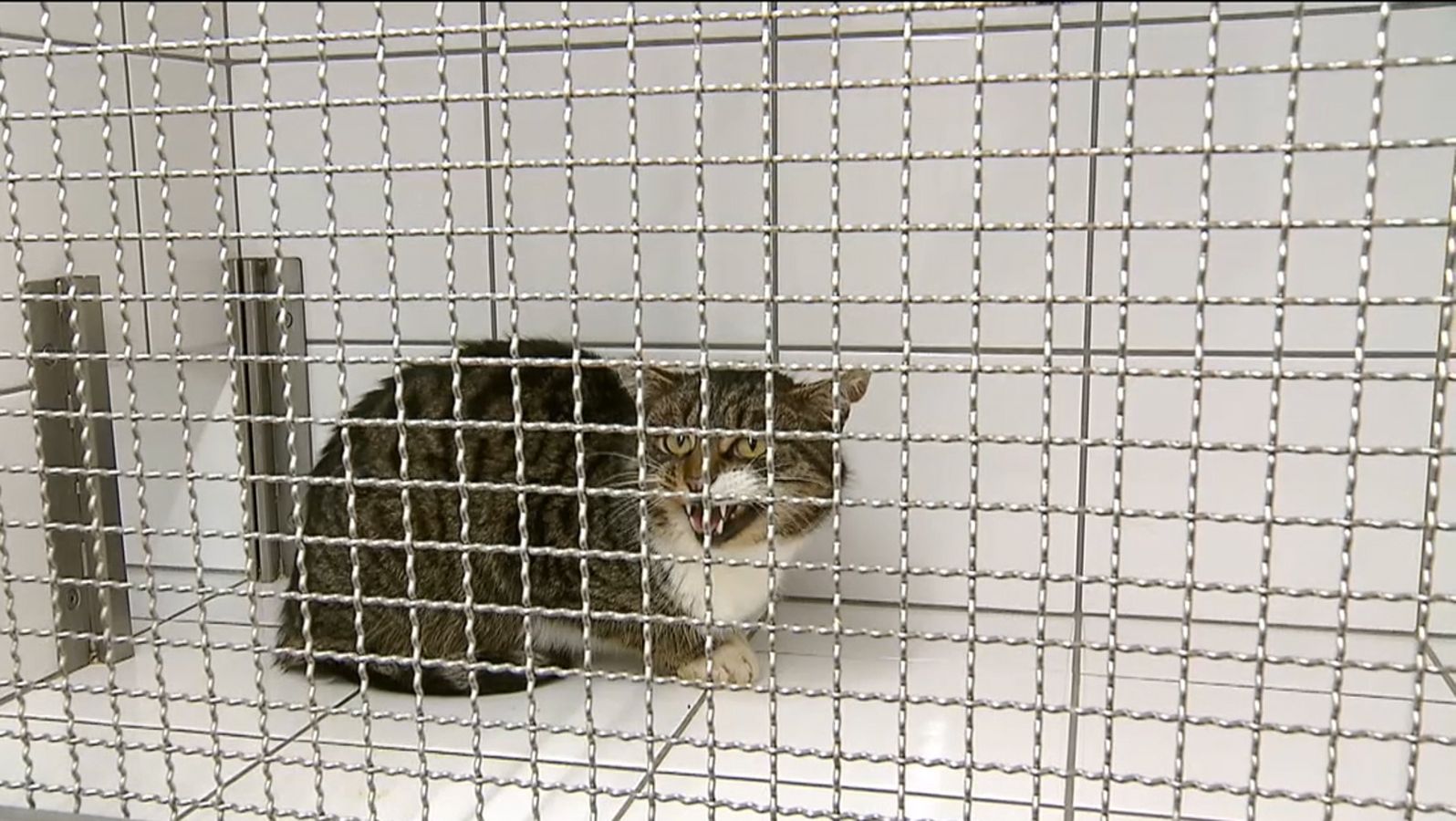 tierschutzverein schlagt alarm 150 streunende katzen in ansbach br24