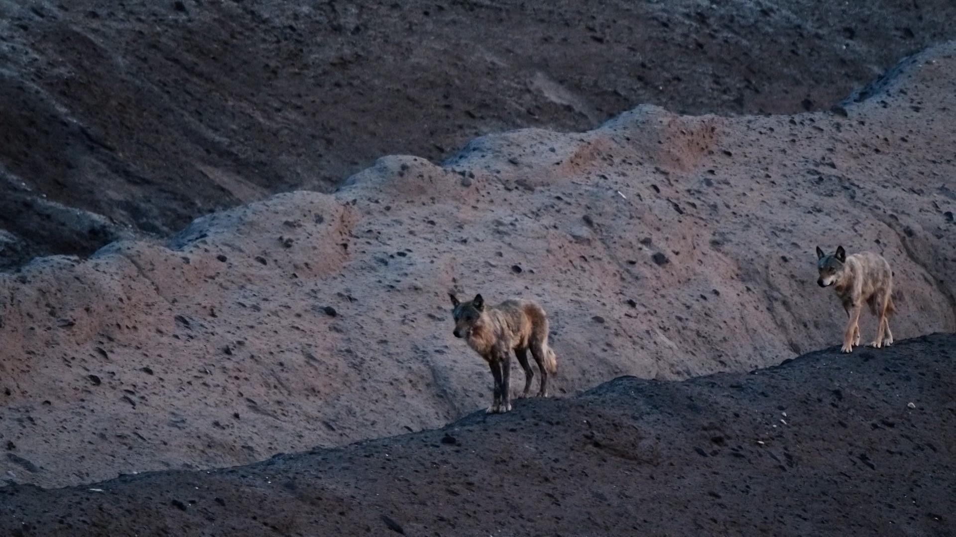 Kinotipp: Im Land der Wölfe