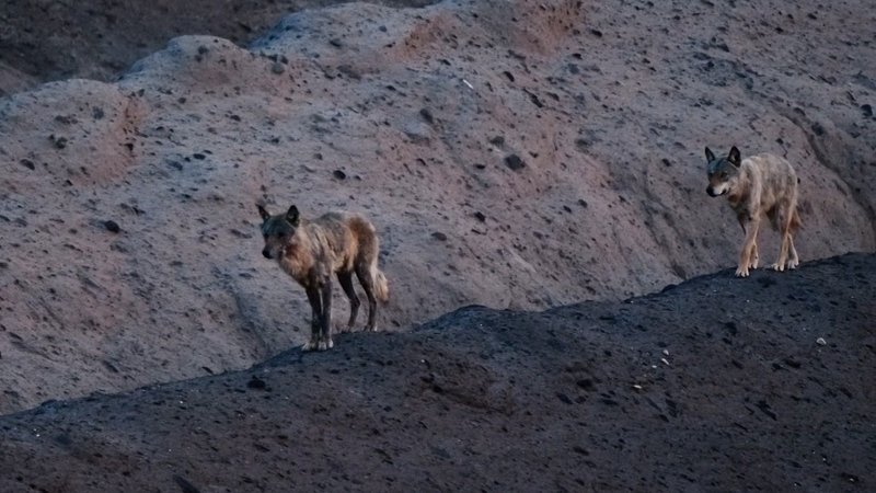 Kinotipp: Im Land der Wölfe