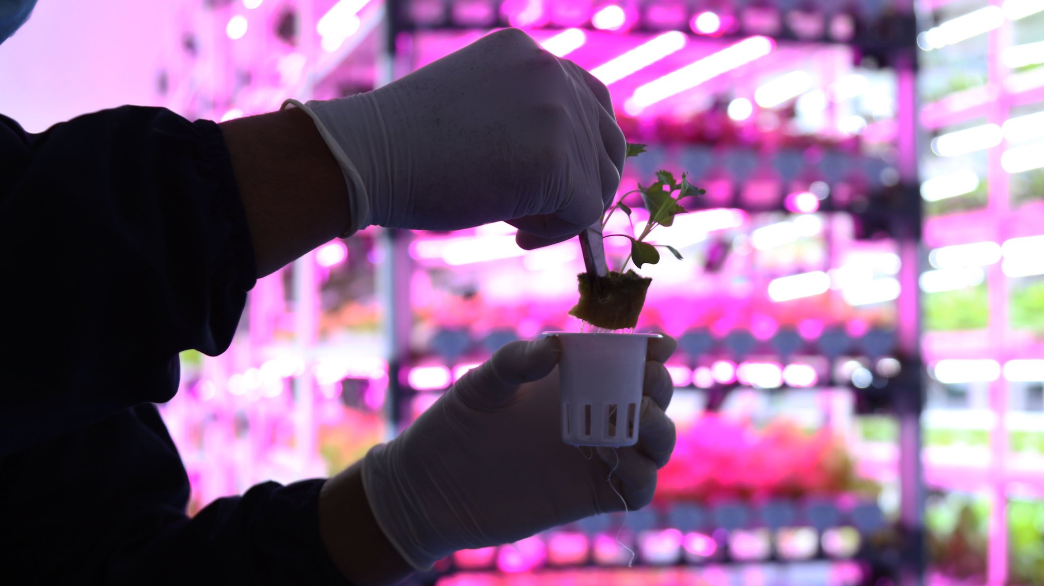 Salatanbau ohne Sonnenlicht und Erde (Symbolbild Vertical Farming und Indoor-Farming)