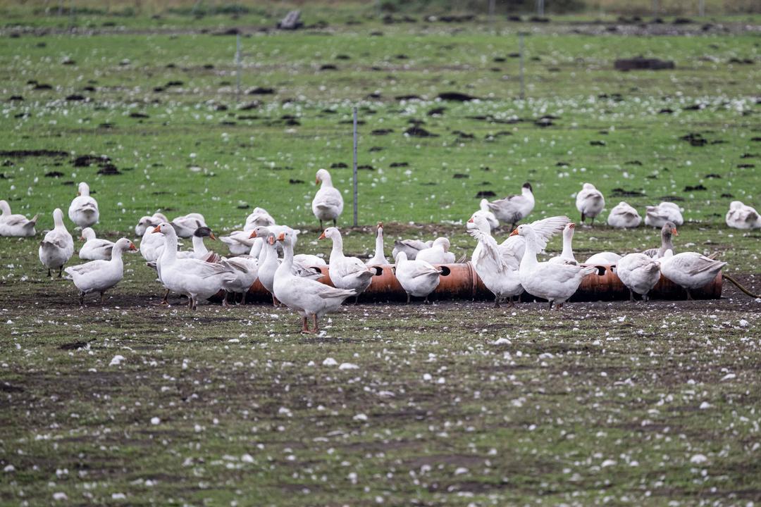 Die Vogelgrippe breitet sich in Deutschland rasant aus. 