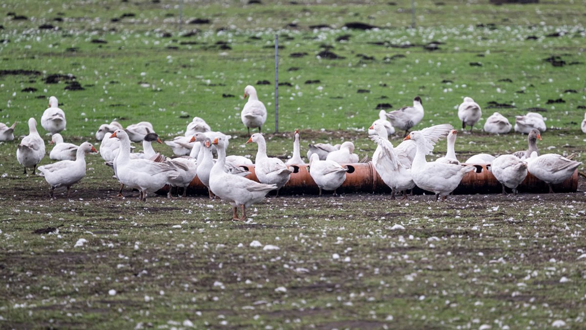 Experten: Vogelgrippe für Menschen derzeit kaum gefährlich