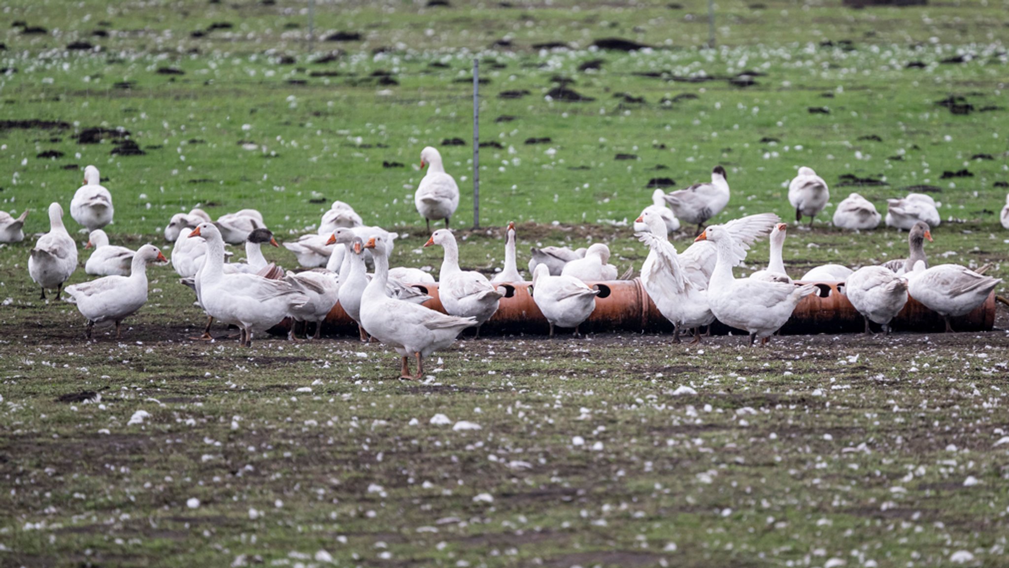 Die Vogelgrippe breitet sich in Deutschland rasant aus. 