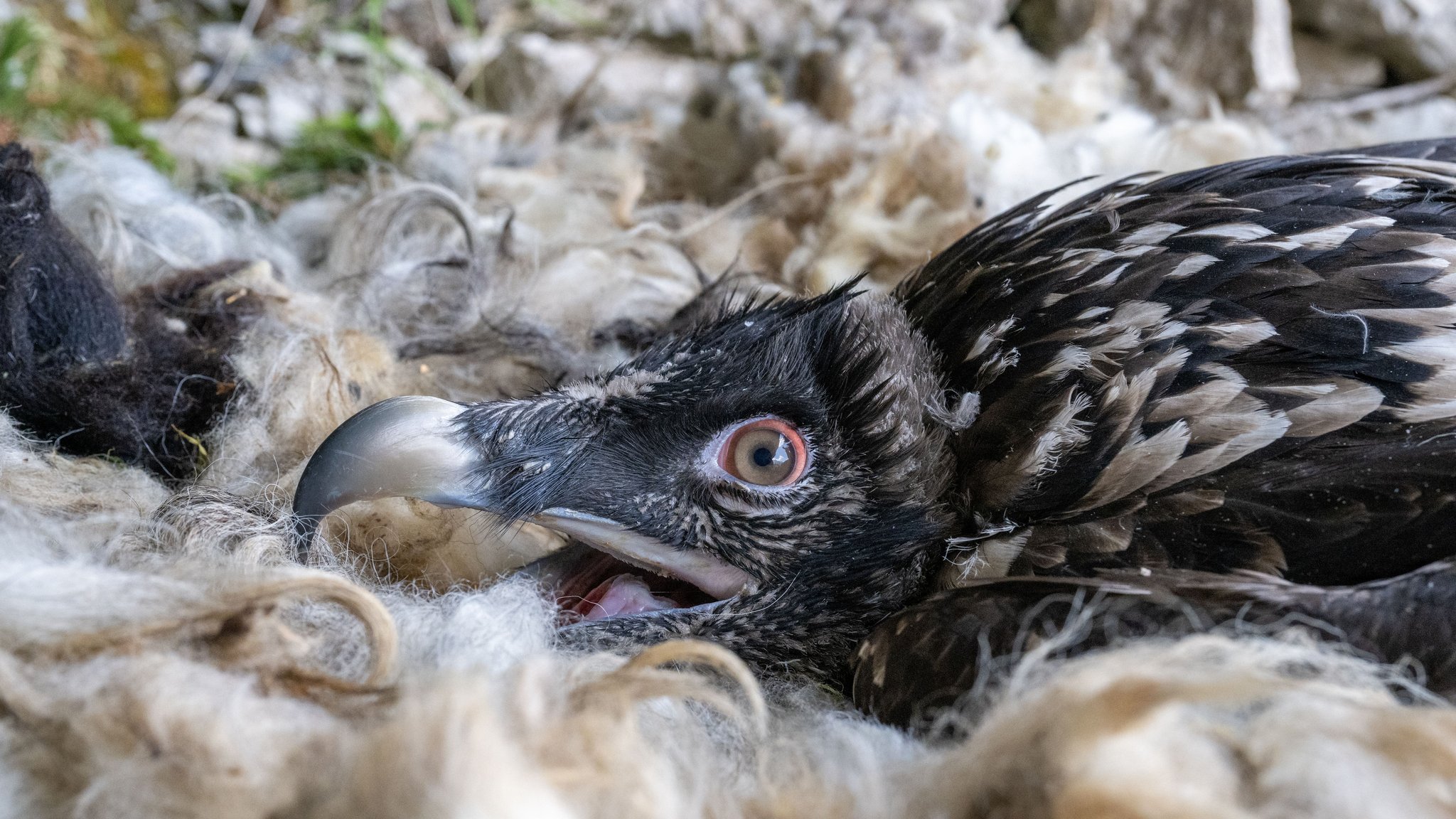 Ausgewilderter Bartgeier hält Vogelschützer auf Trab