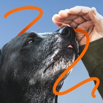 WirTier (3): Underdogs | Bild: stock.adobe.com/Annabell Gsödl | Hintergrund: BR/Herbert Ebner | Bearbeitung: BR