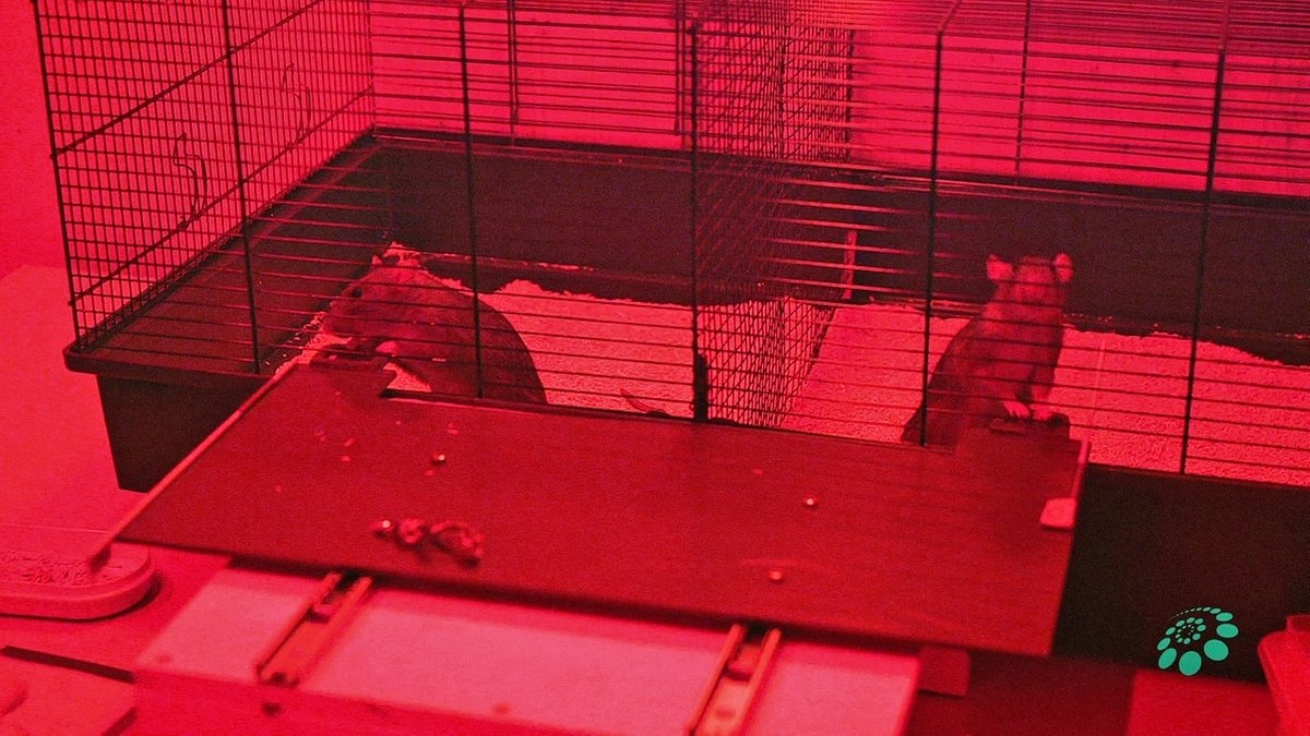 Wie sozial sind Ratten?