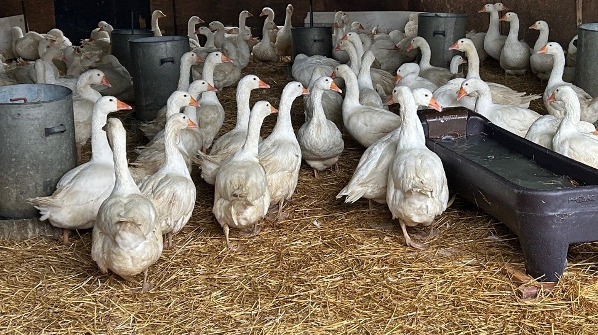 Schnatternd laufen die Gänse im unterfränkischen Iphofen durch ihren Unterstand | Bild: BR / Achim Winkelmann Schnatternd laufen die Gänse im unterfränkischen Iphofen durch ihren Unterstand