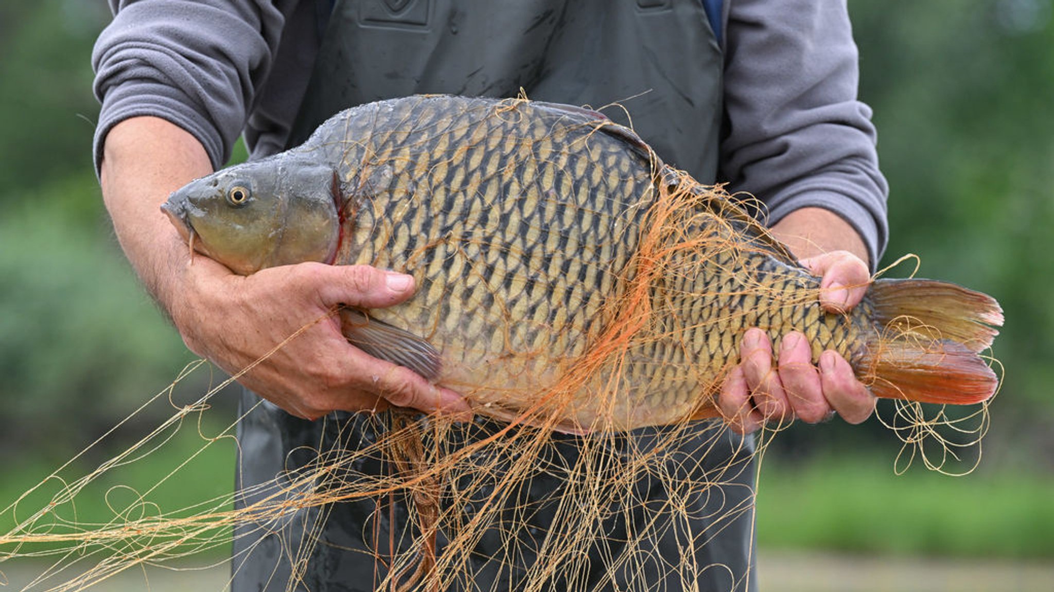 Zum Auftakt der Karpfensaison: Teichwirte sind zufrieden