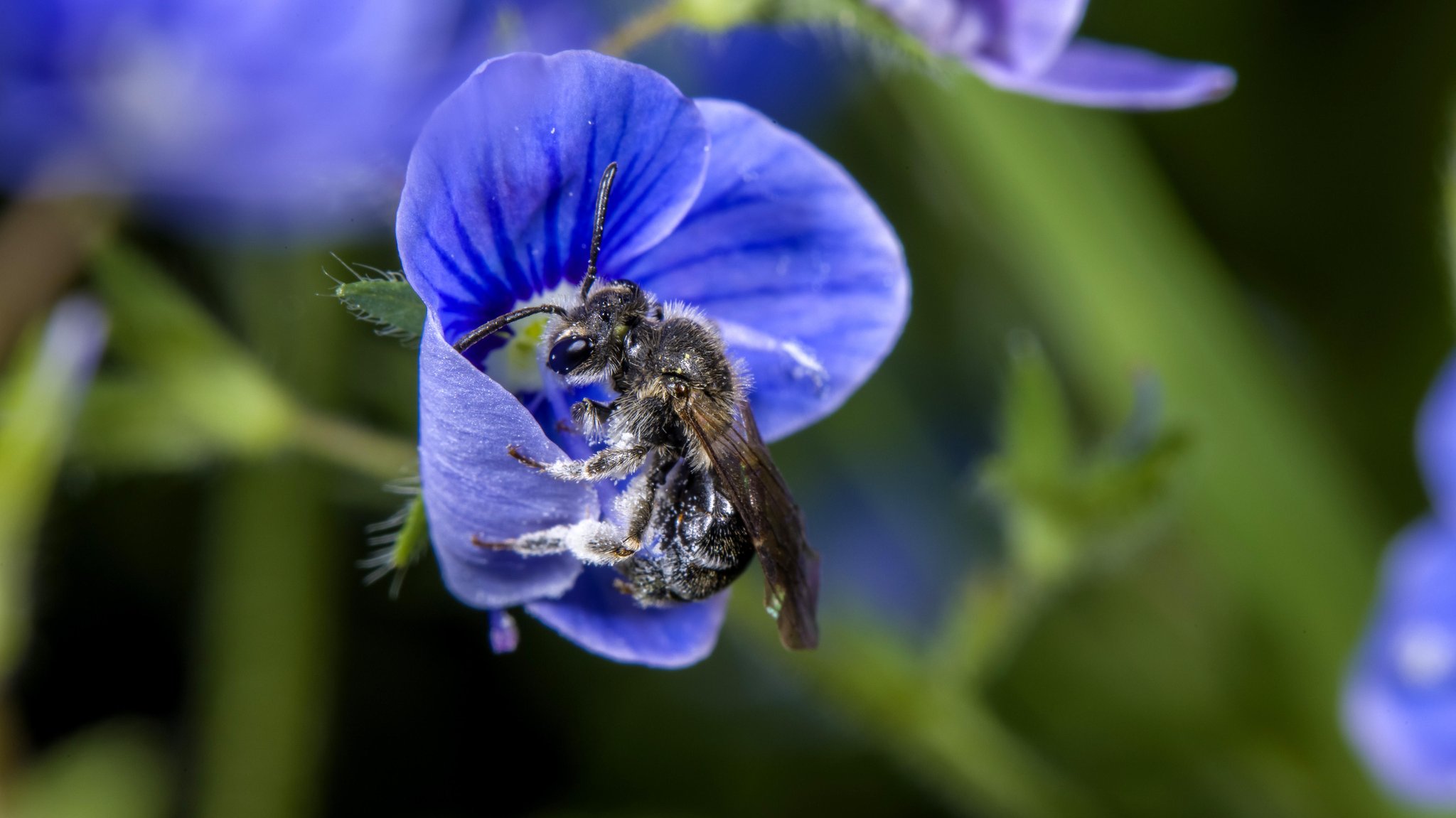 Ehrenpreis-Sandbiene  an einer Ehrenpreisblüte