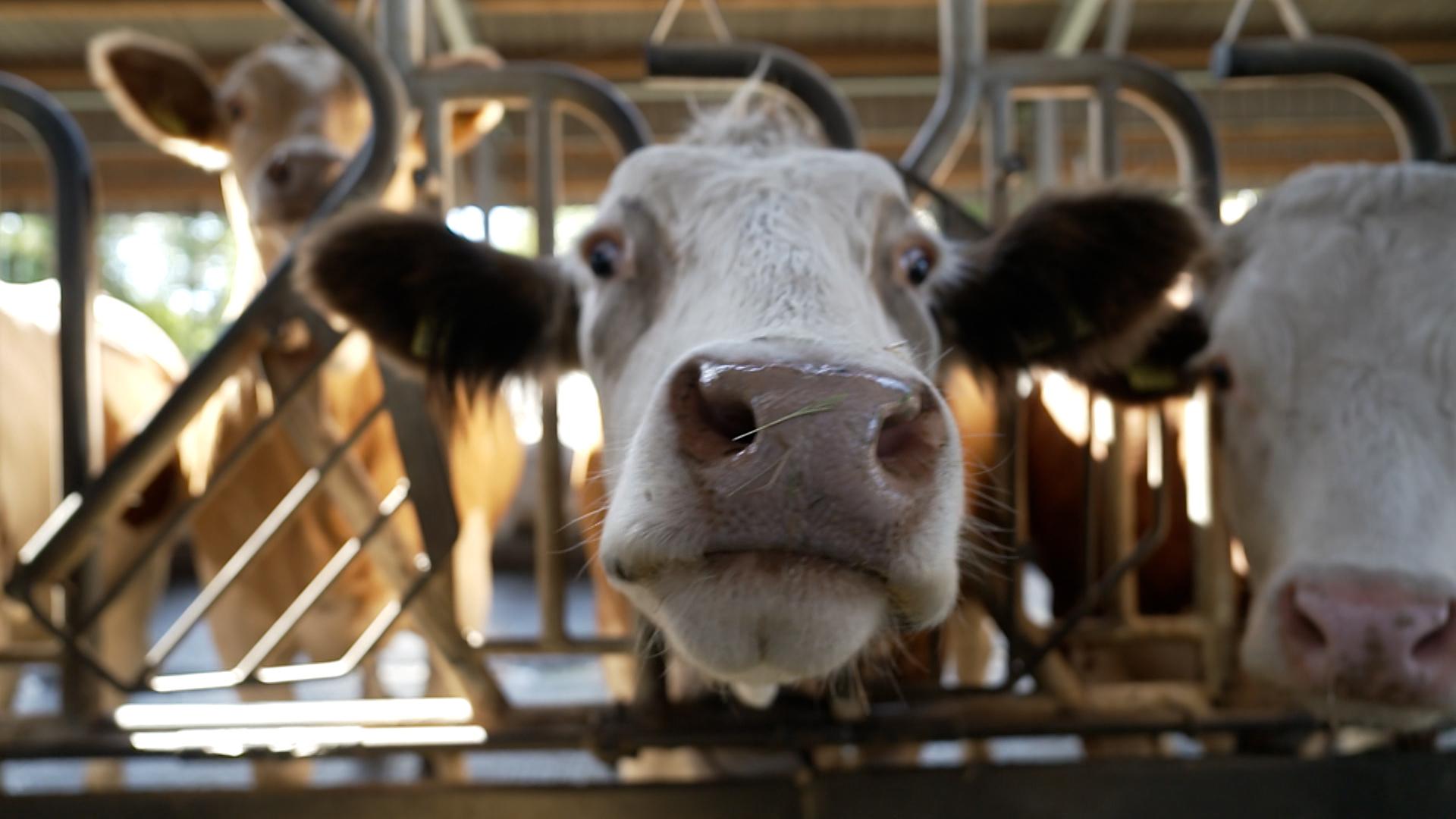 Ab 2026 macht die EU ernst: Biorinder müssen Weidezugang haben. 