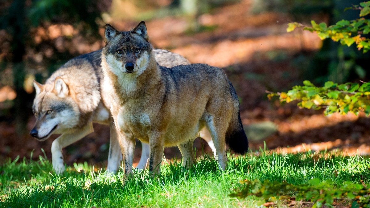 Zwei Wölfe (Canis lupus), aufgenommen im Tierfreigehege im Nationalpark Bayerischer Wald unweit von Neuschönau (Bayern).