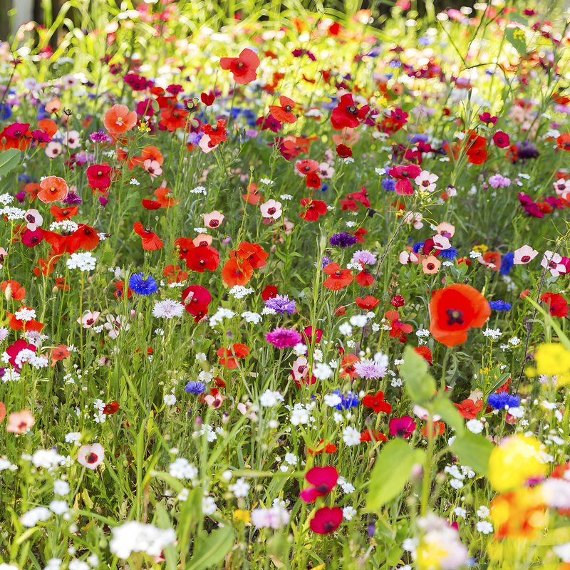 Blühende Wiesen - Biotope aus Menschenhand - Radiowissen | BR Podcast