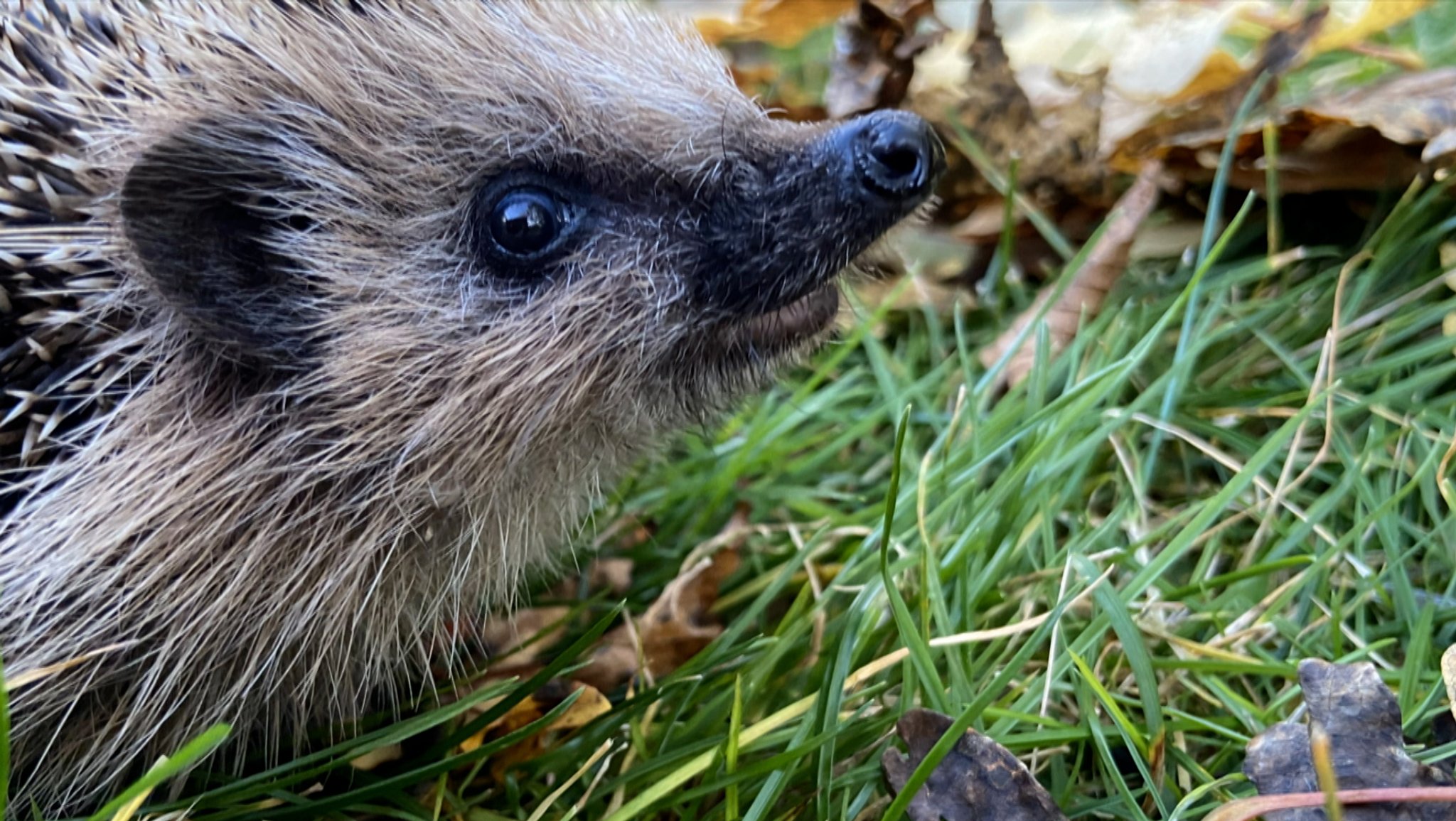 Igel-Challenge - Bürgerforschung zum Stacheltier