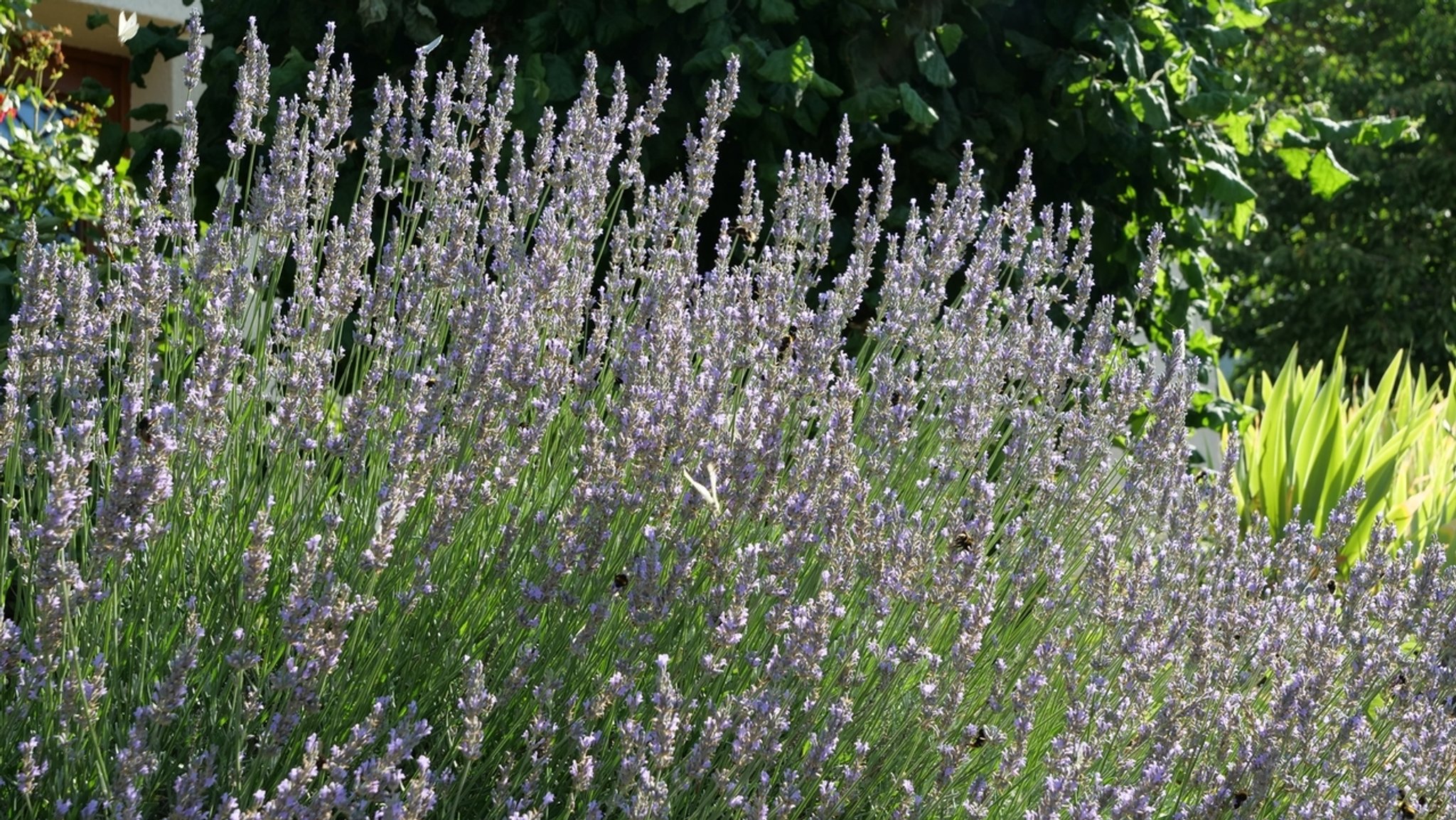 Lavendel 