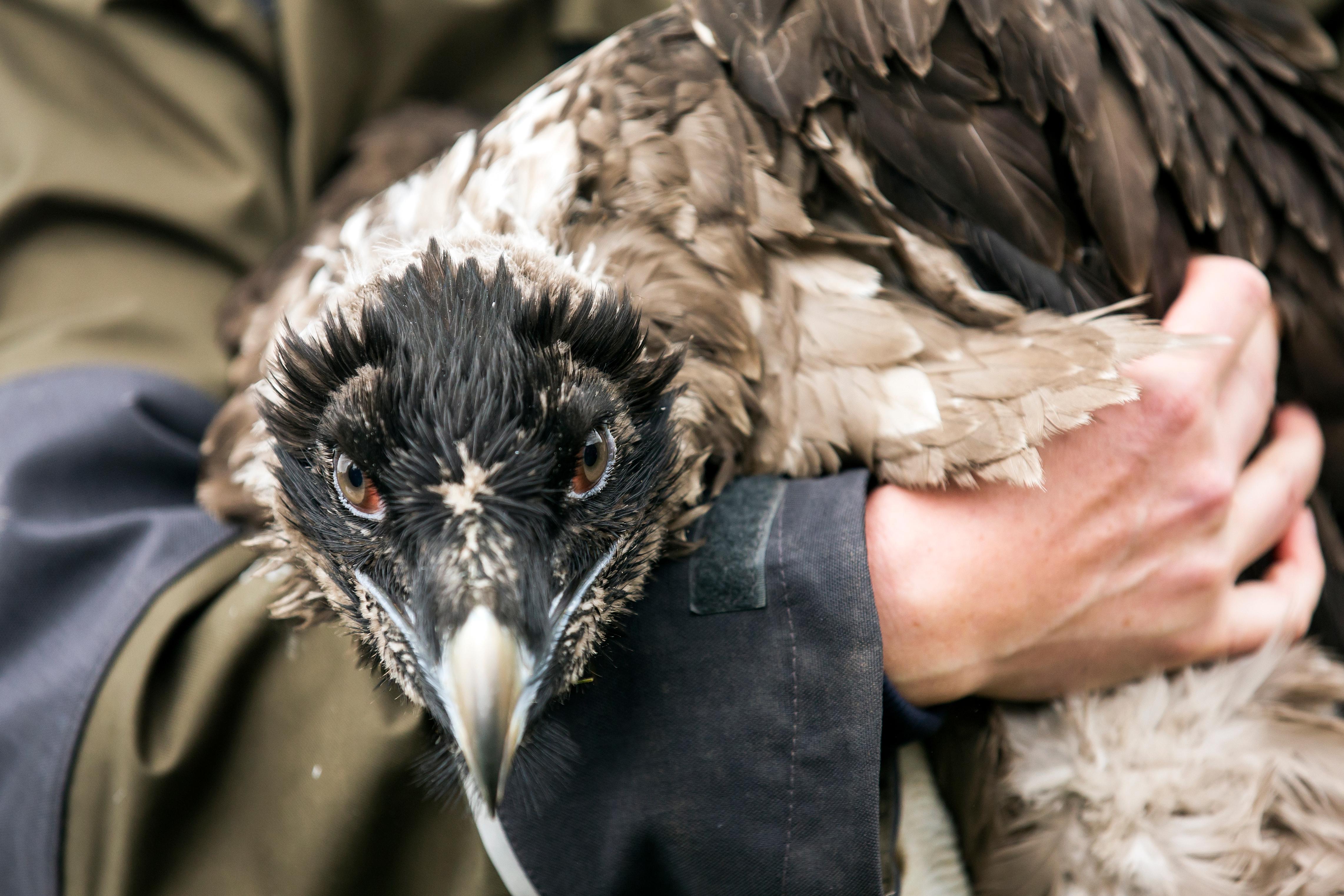 Im Nationalpark Berchtesgaden werden zwei Bartgeier ausgewildert.