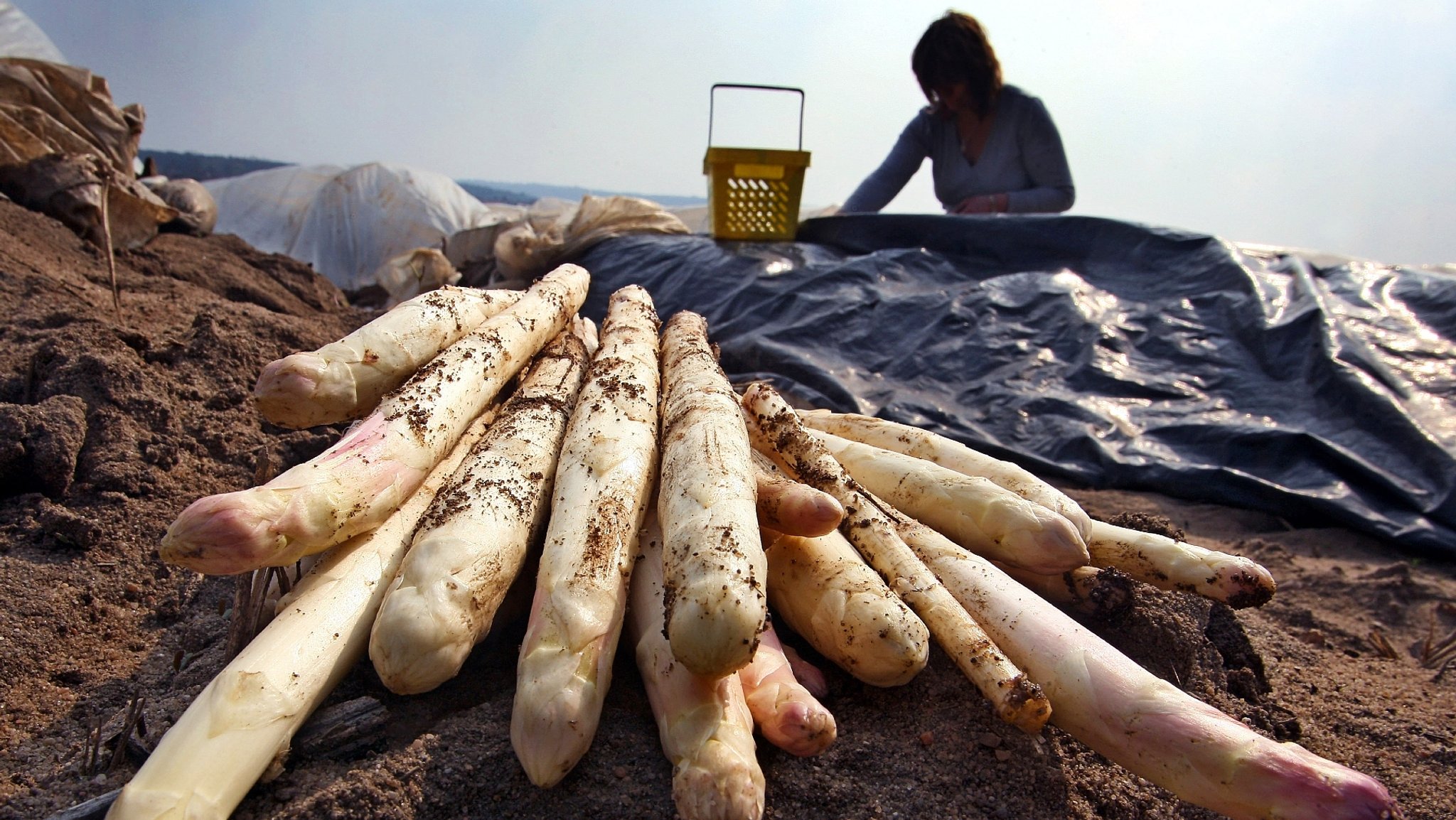 Frisch gestochener Spargel liegt während der Spargelernte auf dem sandigen Boden eines Spargelfeldes. Im Hintergrund: ein Spargelstecher bei der Arbeit.