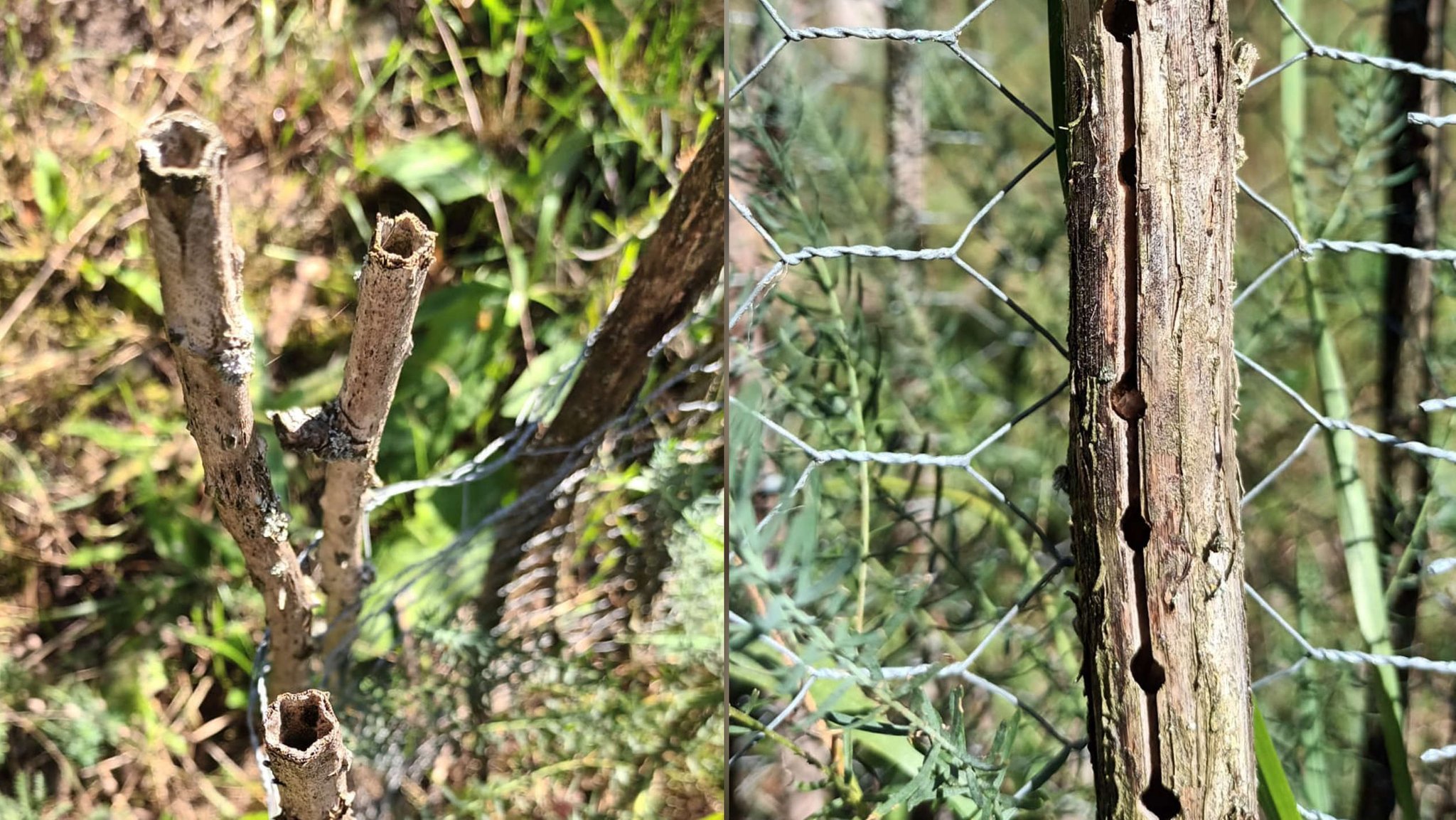 Pflanzenmarktstängel: links im Bild von oben betrachtet, rechts im Bild von vorne betrachtet