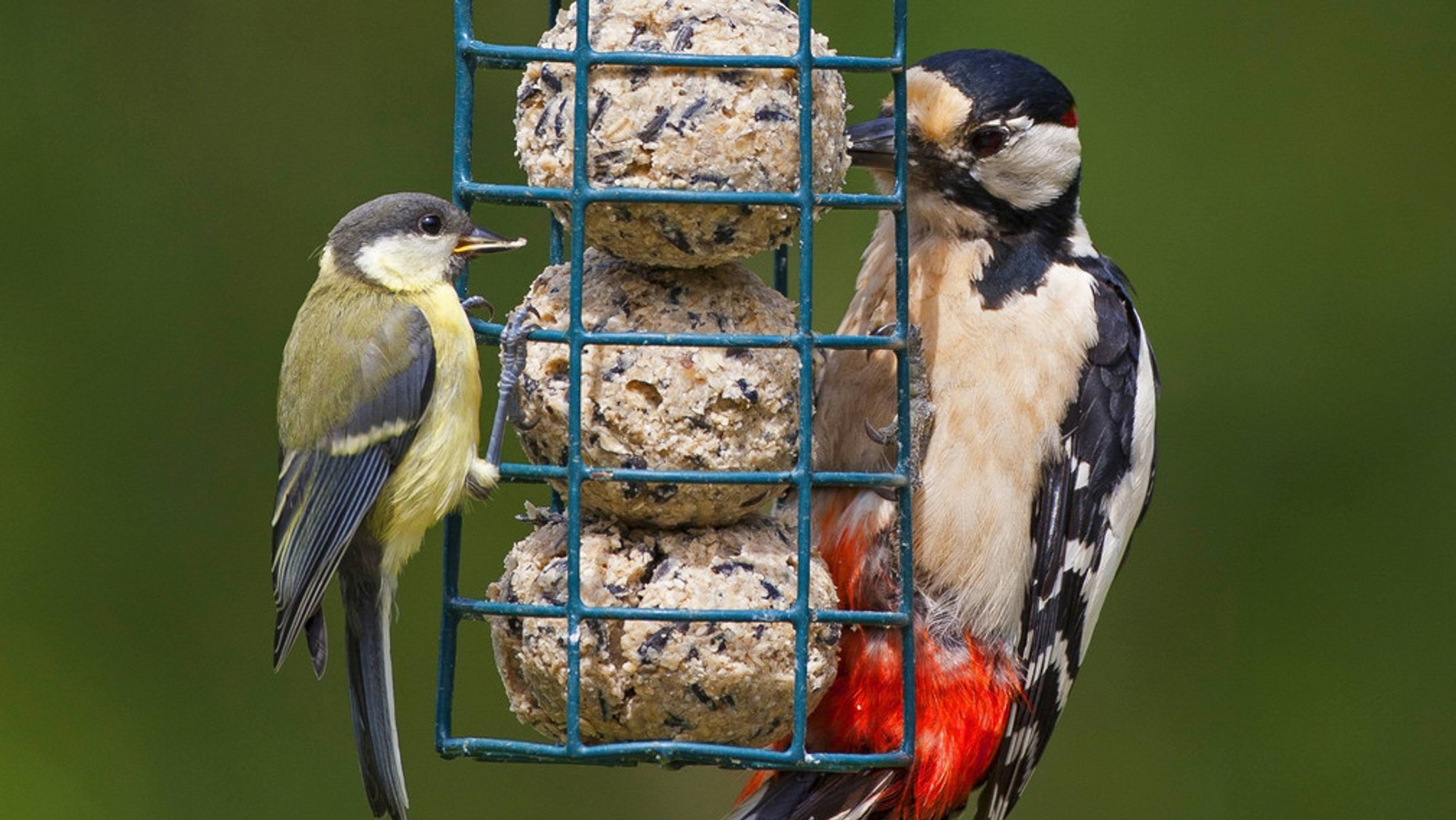 Kohlmeise und Buntspecht knabbern an Vogelfutter (Symbolbild).