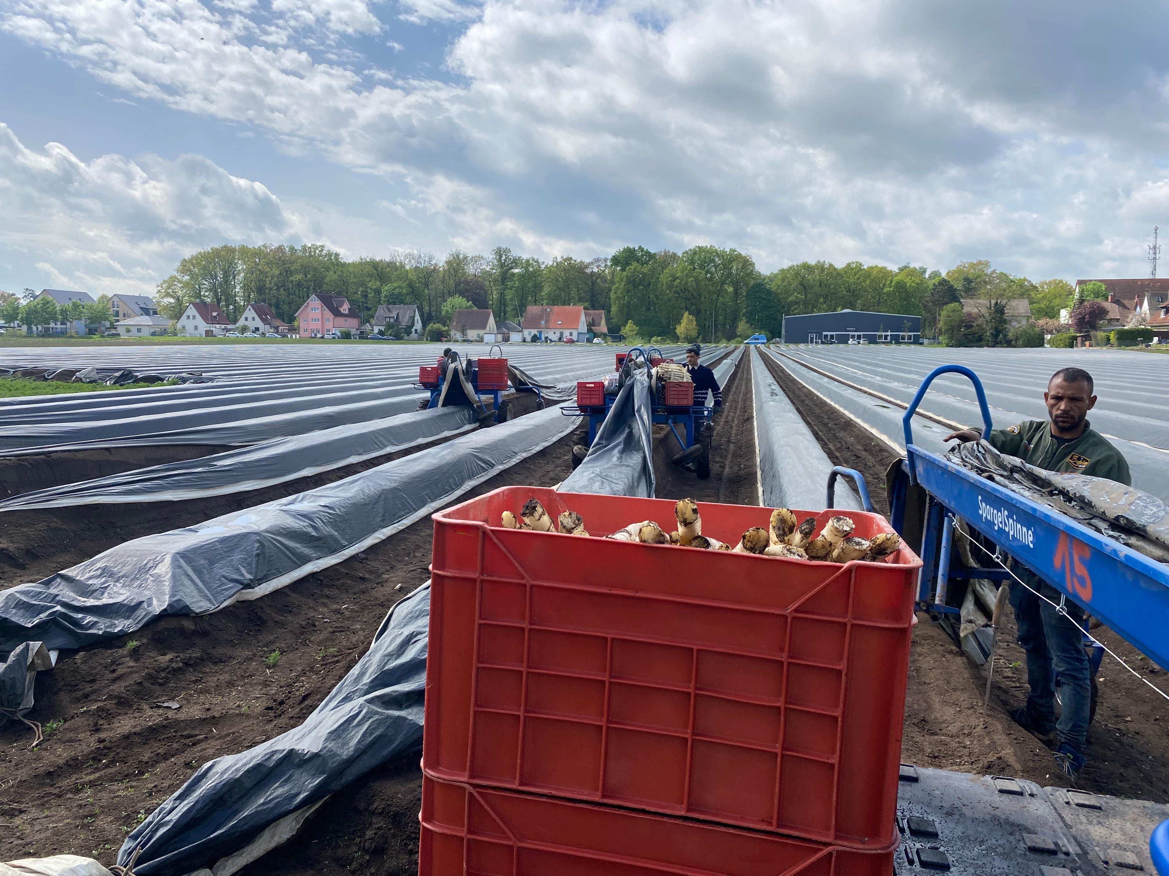 Mitte April geht die Spargel-Ernte im Knoblauchsland so richtig los.