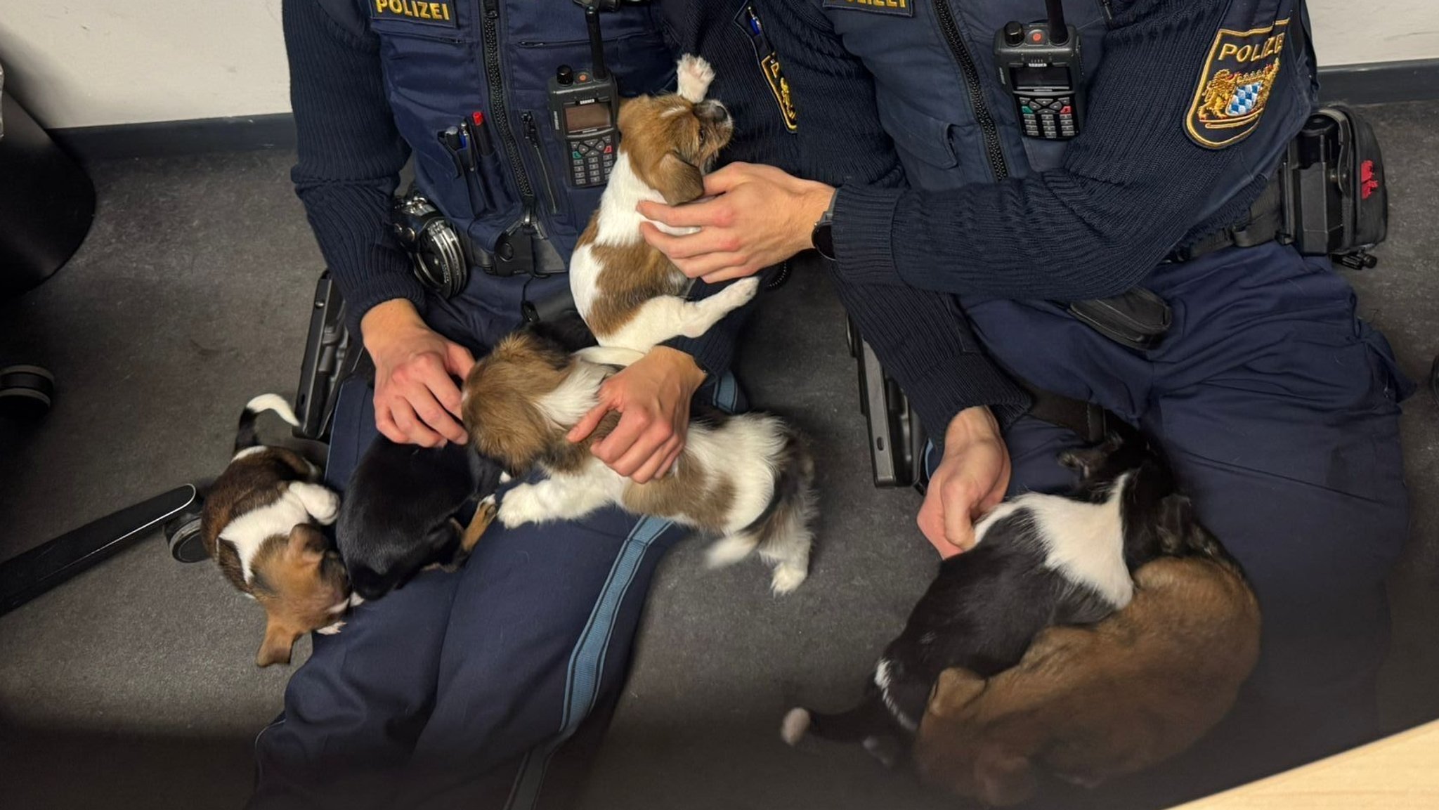 Nachdem ein Passant die Welpen entdeckt hat, hat sich zunächst die Würzburger Polizei um die Tiere gekümmert. Danach sind sie zur Betreuung ins Tierheim gekommen.