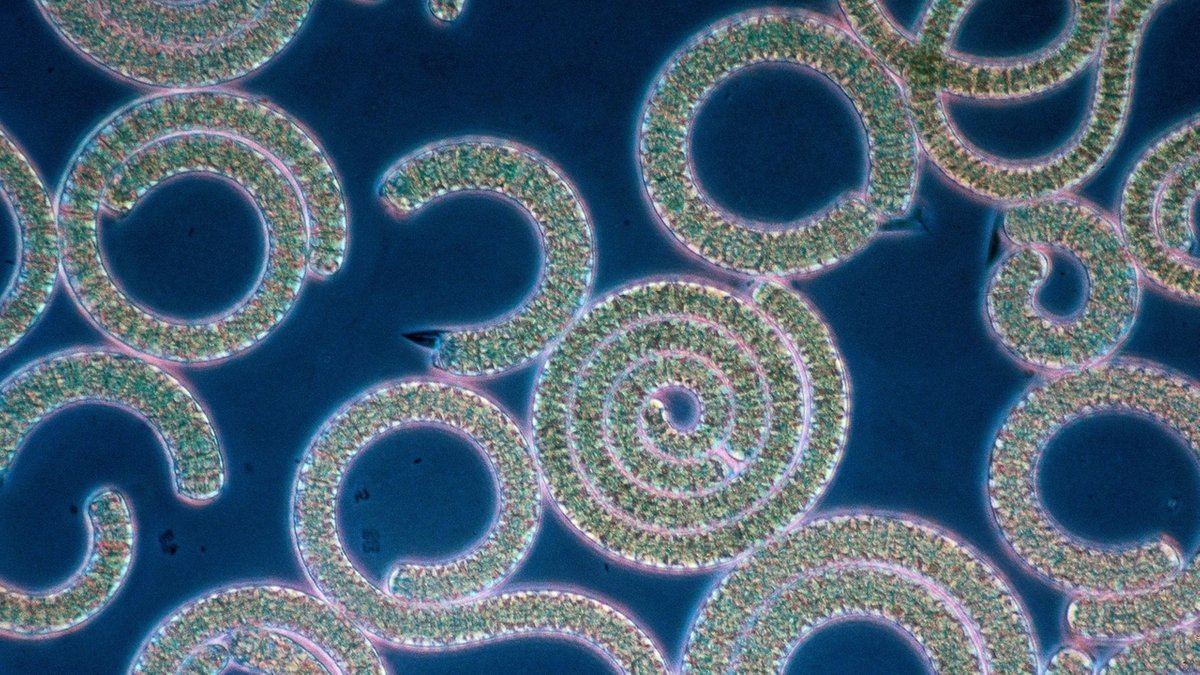 Unerforscht: Biologen nehmen Mandichosee-Blaualgen ins Visier