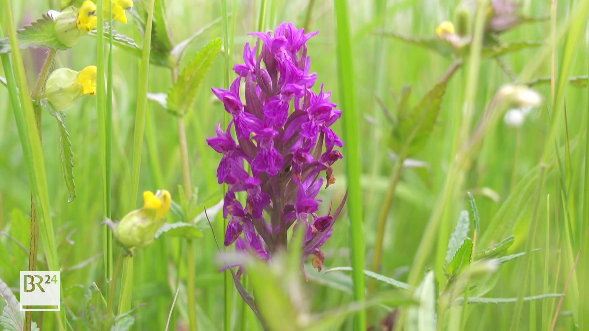 Orchidee Des Jahres Knabenkraut Bluht Jetzt In Franken Br24