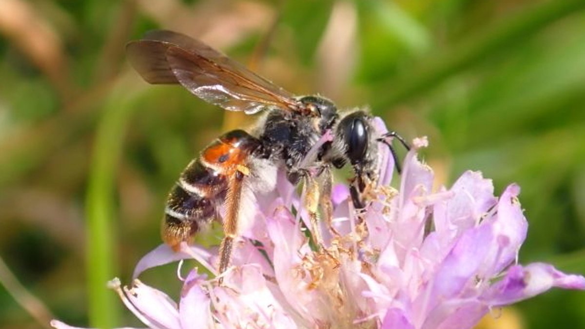 Seltene Wildbienen im Landkreis Rosenheim entdeckt