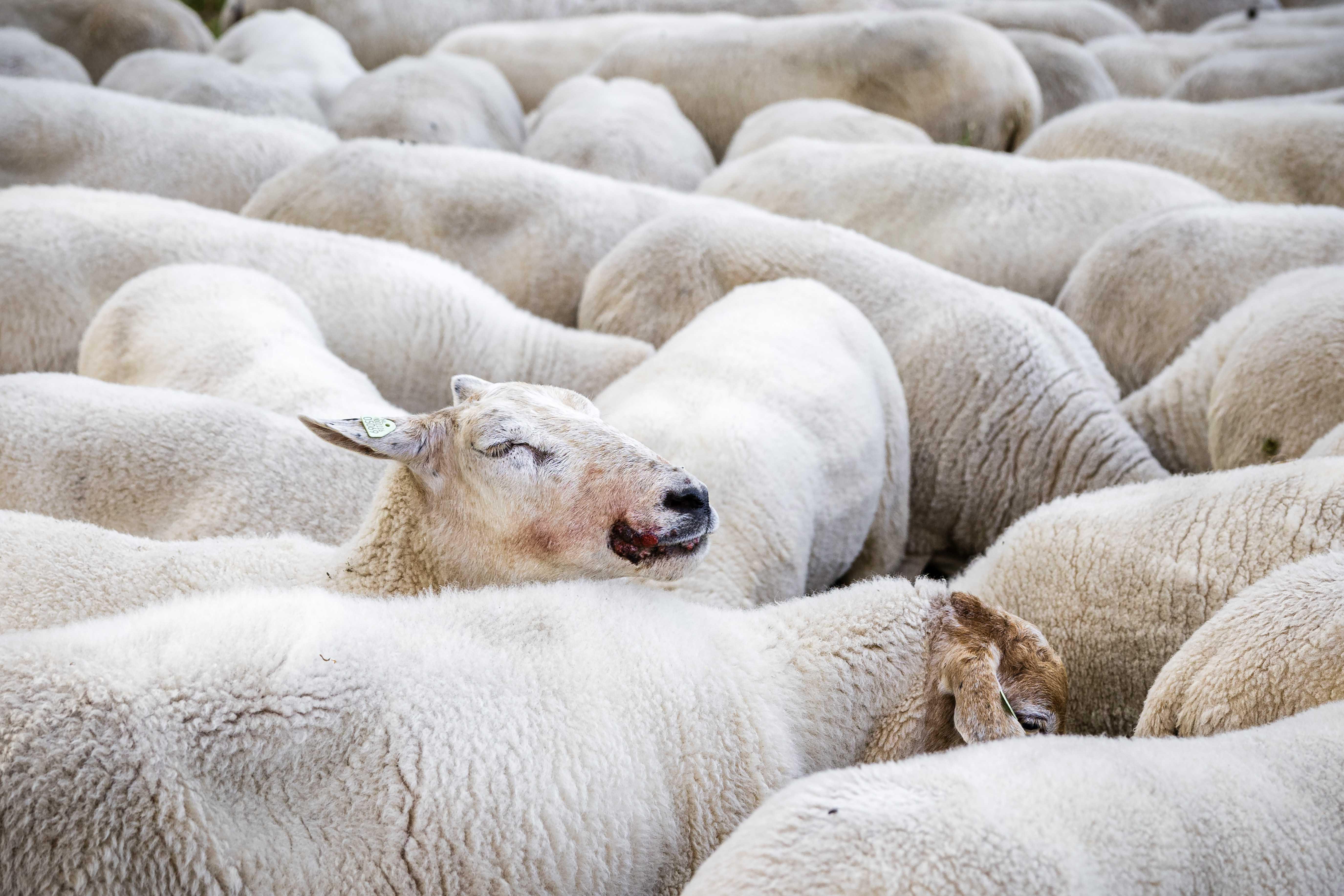 Die für Tiere gefährliche Blauzungenkrankheit breitet sich in Bayern immer weiter aus. 