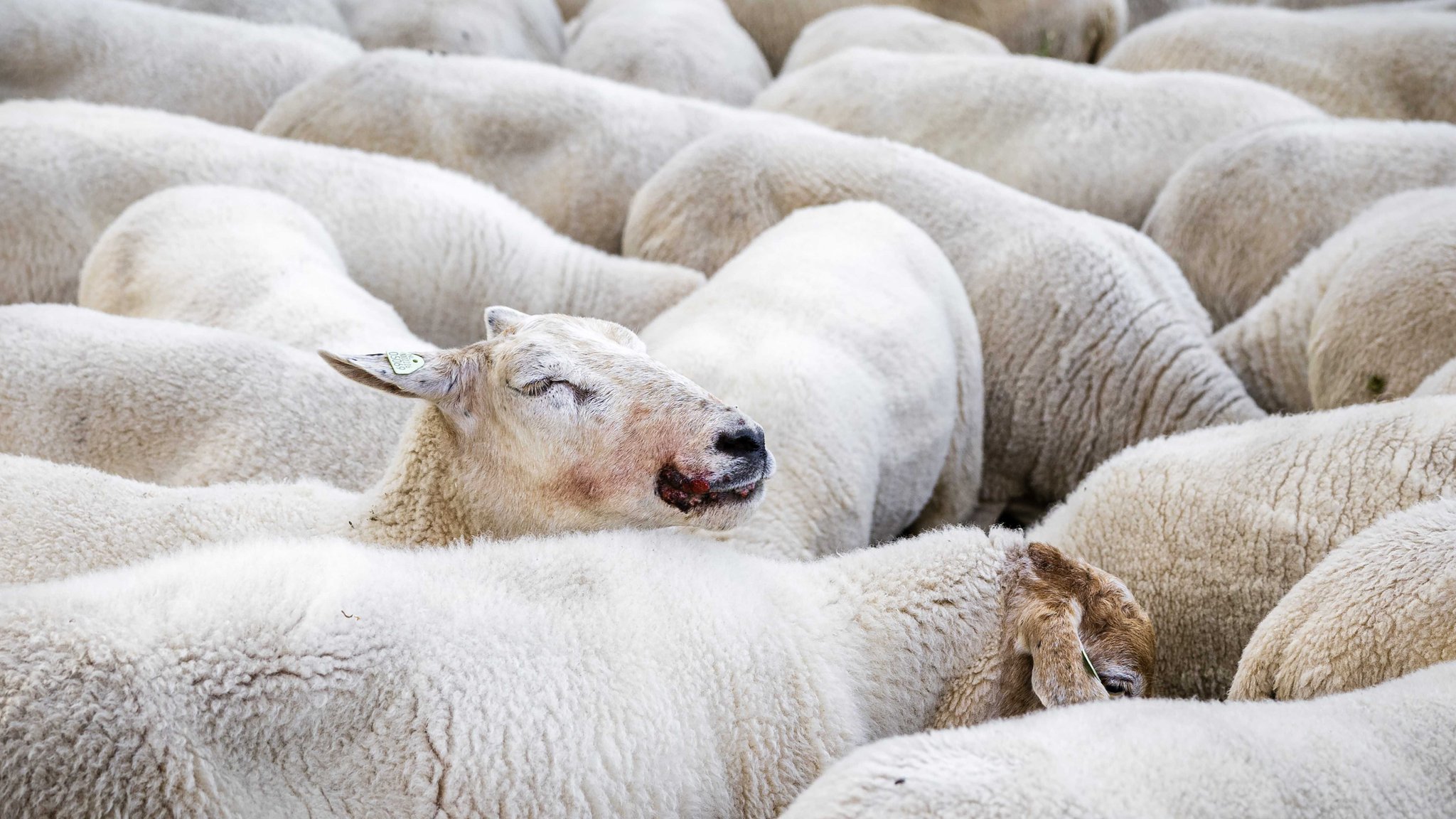 Die für Tiere gefährliche Blauzungenkrankheit breitet sich in Bayern immer weiter aus. 