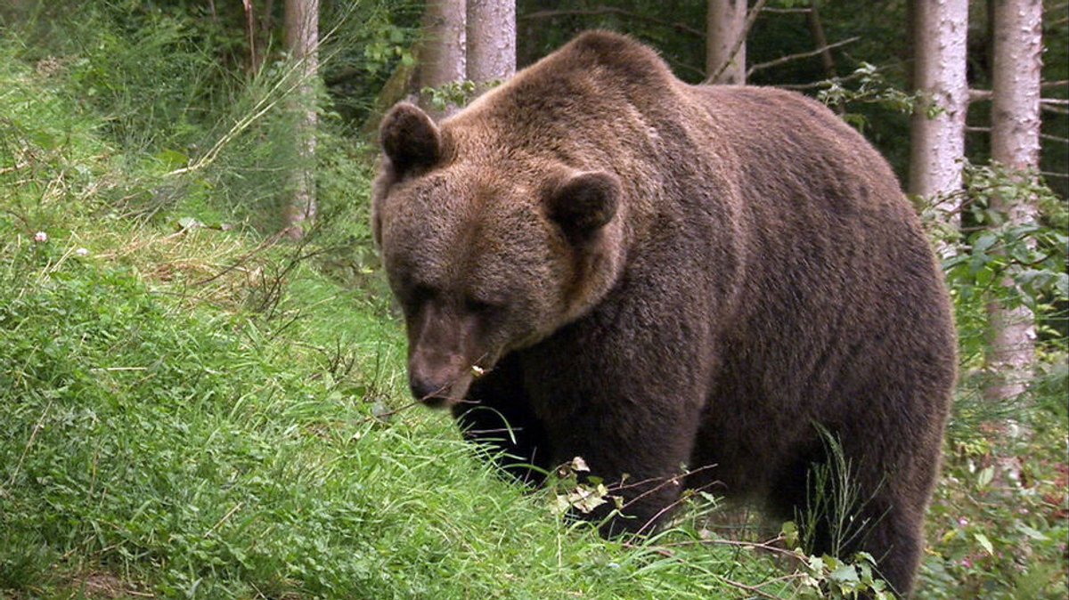 Der Bär in Bayern: Was müssen Wanderer in den Alpen beachten? 
