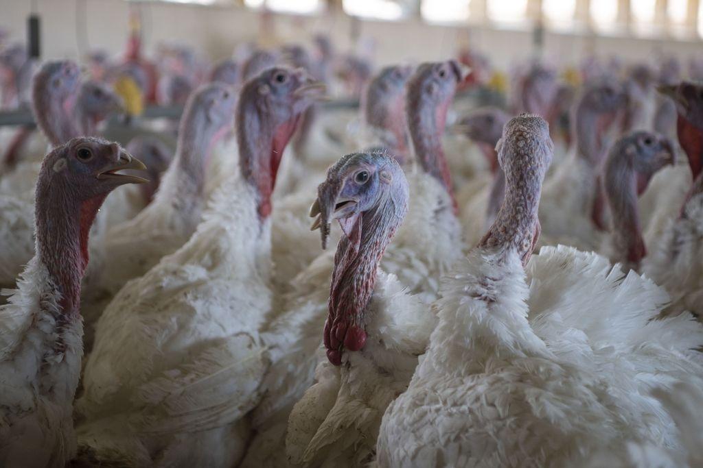 ARCHIV - 21.04.2023, Niedersachsen, Dötlingen: Puten im Stall eines Mastbetriebs. (zu dpa: «Vogelgrippen-Fall · Stallpflicht im gesamten Kreis Gifhorn») Foto: Philip Dulian/dpa +++ dpa-Bildfunk +++
