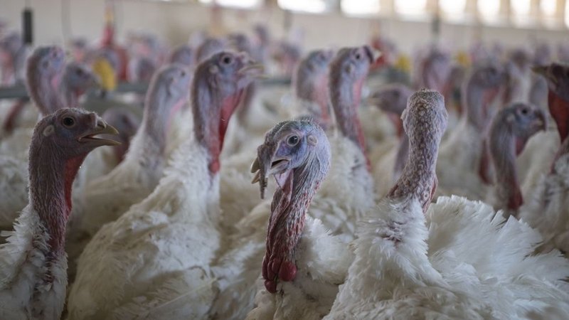ARCHIV - 21.04.2023, Niedersachsen, Dötlingen: Puten im Stall eines Mastbetriebs. (zu dpa: «Vogelgrippen-Fall · Stallpflicht im gesamten Kreis Gifhorn») Foto: Philip Dulian/dpa +++ dpa-Bildfunk +++ | Bild: dpa-Bildfunk/Philip Dulian ARCHIV - 21.04.2023, Niedersachsen, Dötlingen: Puten im Stall eines Mastbetriebs. (zu dpa: «Vogelgrippen-Fall · Stallpflicht im gesamten Kreis Gifhorn») Foto: Philip Dulian/dpa +++ dpa-Bildfunk +++