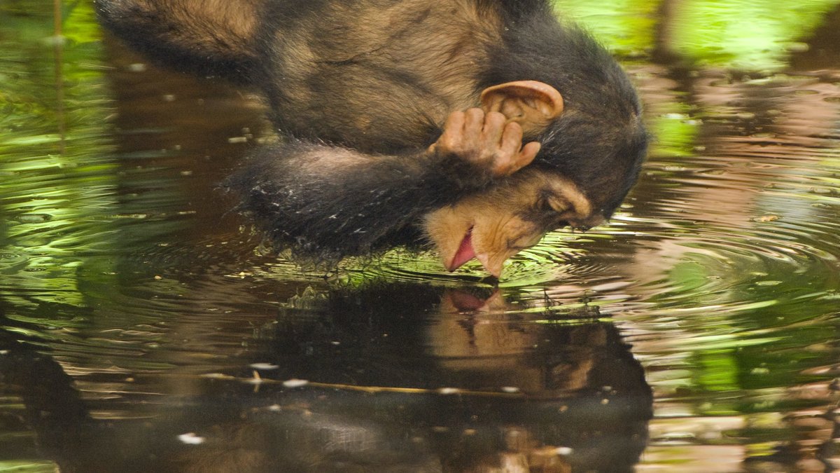 Schimpanse betrachtet sich im Wasser.