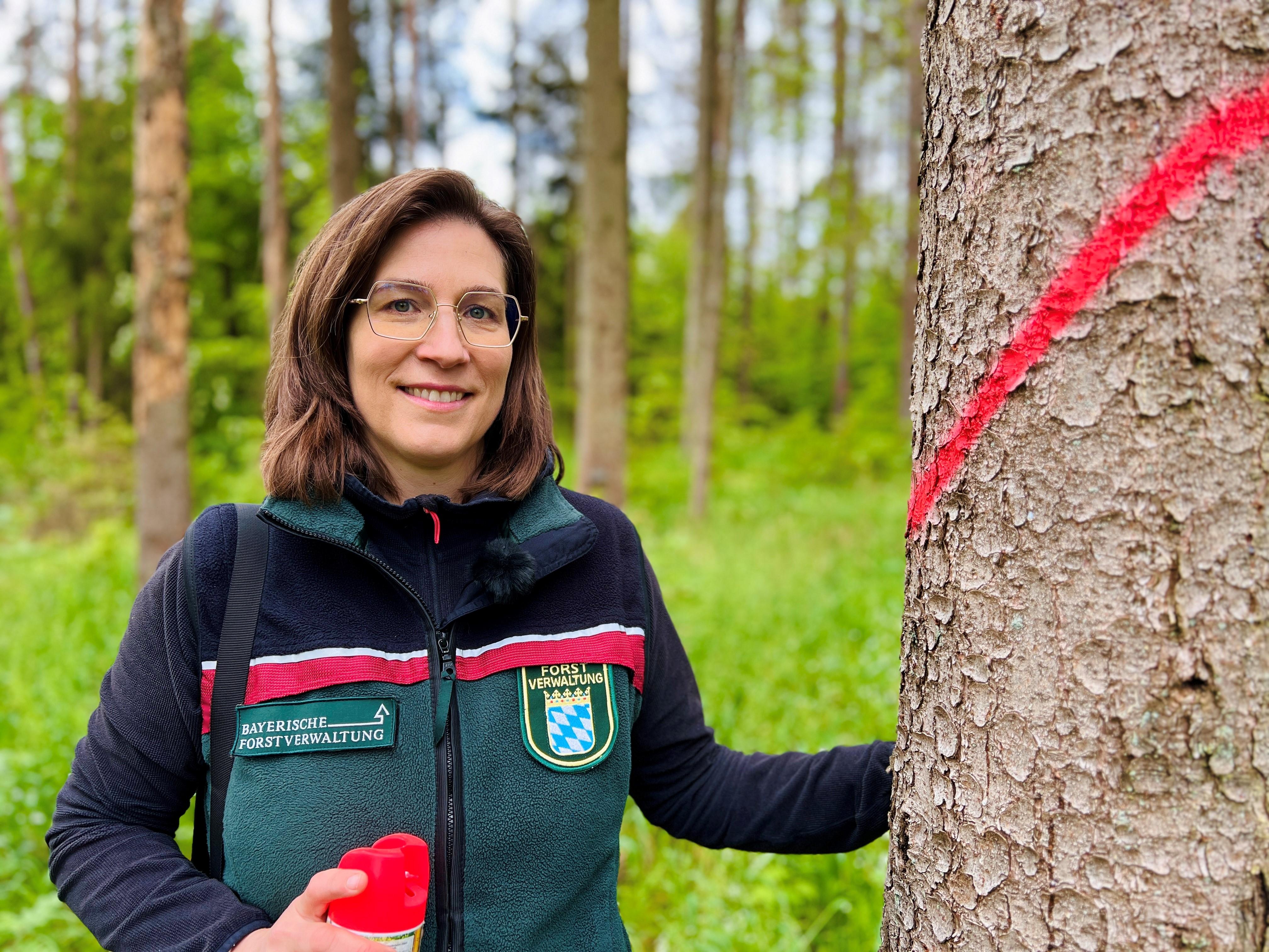 Schnell wird Försterin Kathrina Schafhauser im Stadtwald im Grabfeld auf der Suche nach Borkenkäfern fündig. Befallene Bäume müssen sofort weg.