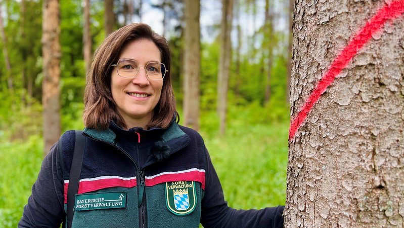 Schnell wird Försterin Kathrina Schafhauser im Stadtwald im Grabfeld auf der Suche nach Borkenkäfern fündig. Befallene Bäume müssen sofort weg.