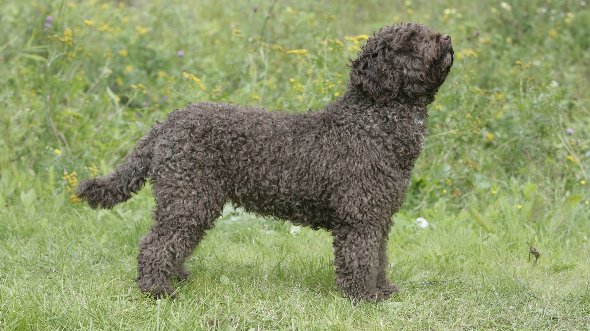 Ein spanischer Wasserhund - wohl ein eher schüchterner Hund.