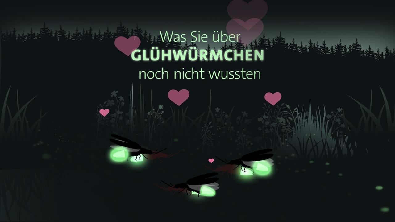 Grafik: Glühwürmchen bei der Paarung