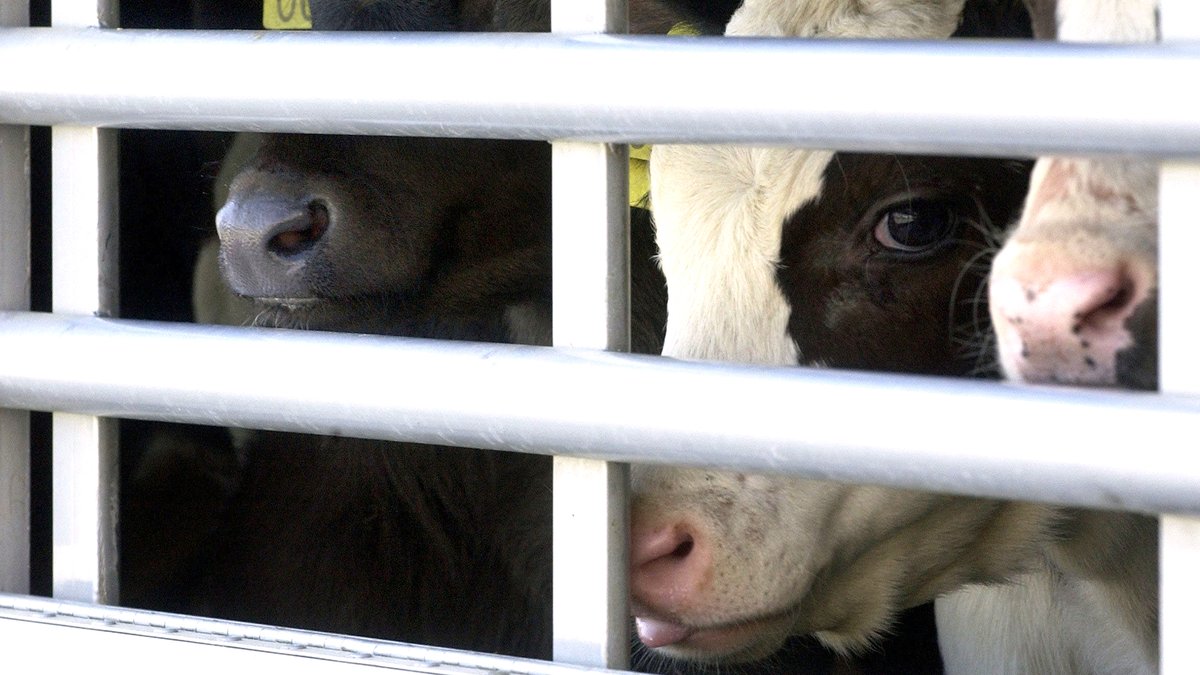 Umstrittene Tiertransporte: Handel mit Kälbern aus Bayern