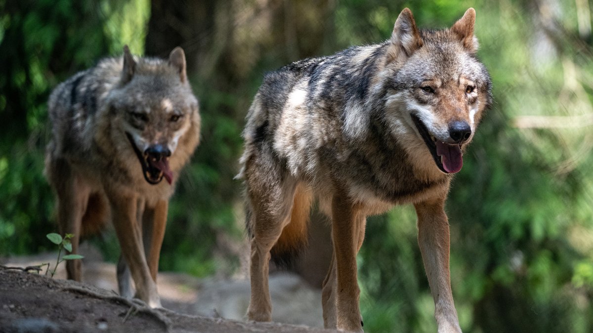 Wölfe spazieren im Bayerwald-Tierpark in Lohberg durch das Gehege. Frei durch Bayern bewegen sich die Wölfe seit einiger Zeit am Staffelsee.